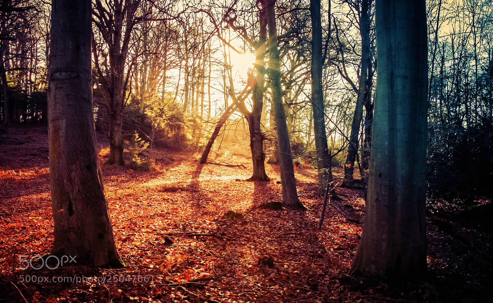 Canon EOS 5D sample photo. Joy photography