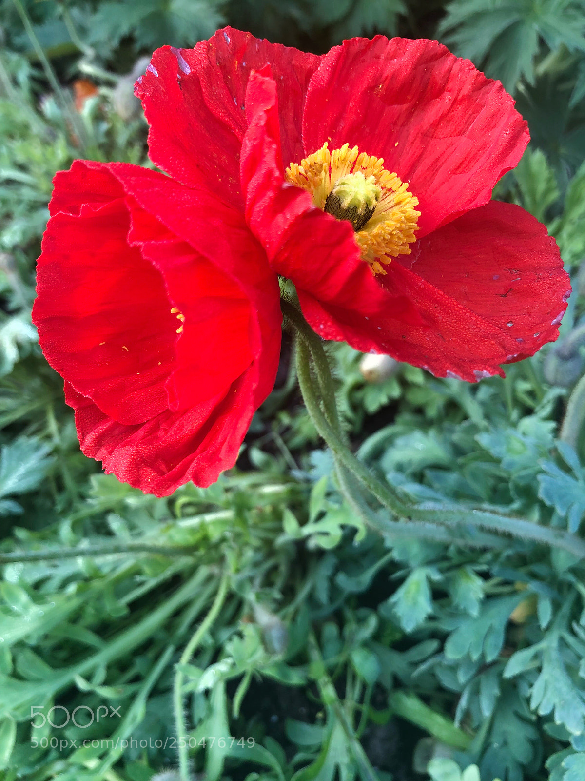 Apple iPhone X sample photo. Untitled photography