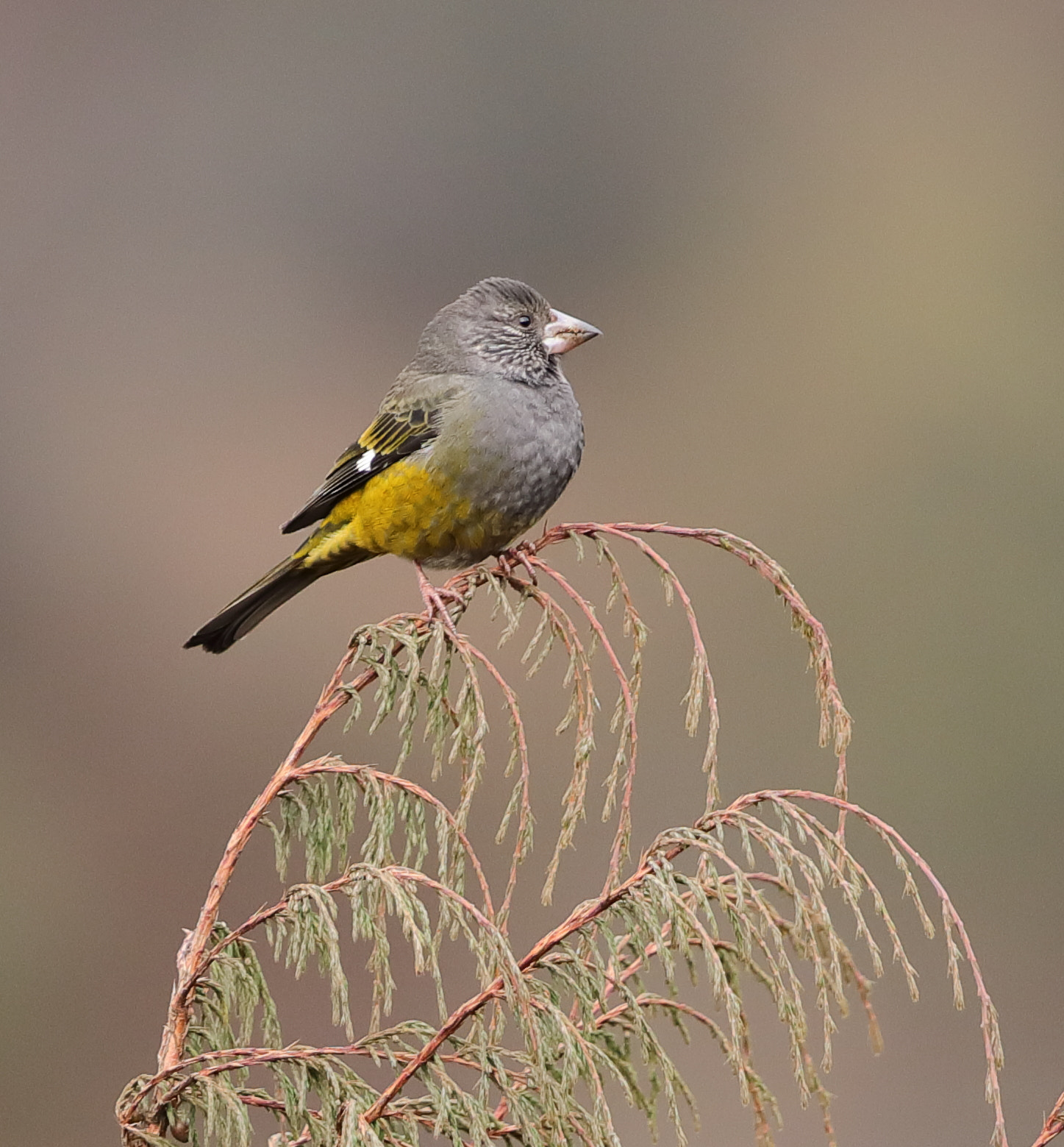 Canon EOS 5D Mark IV sample photo. White winged grosbeak - female photography