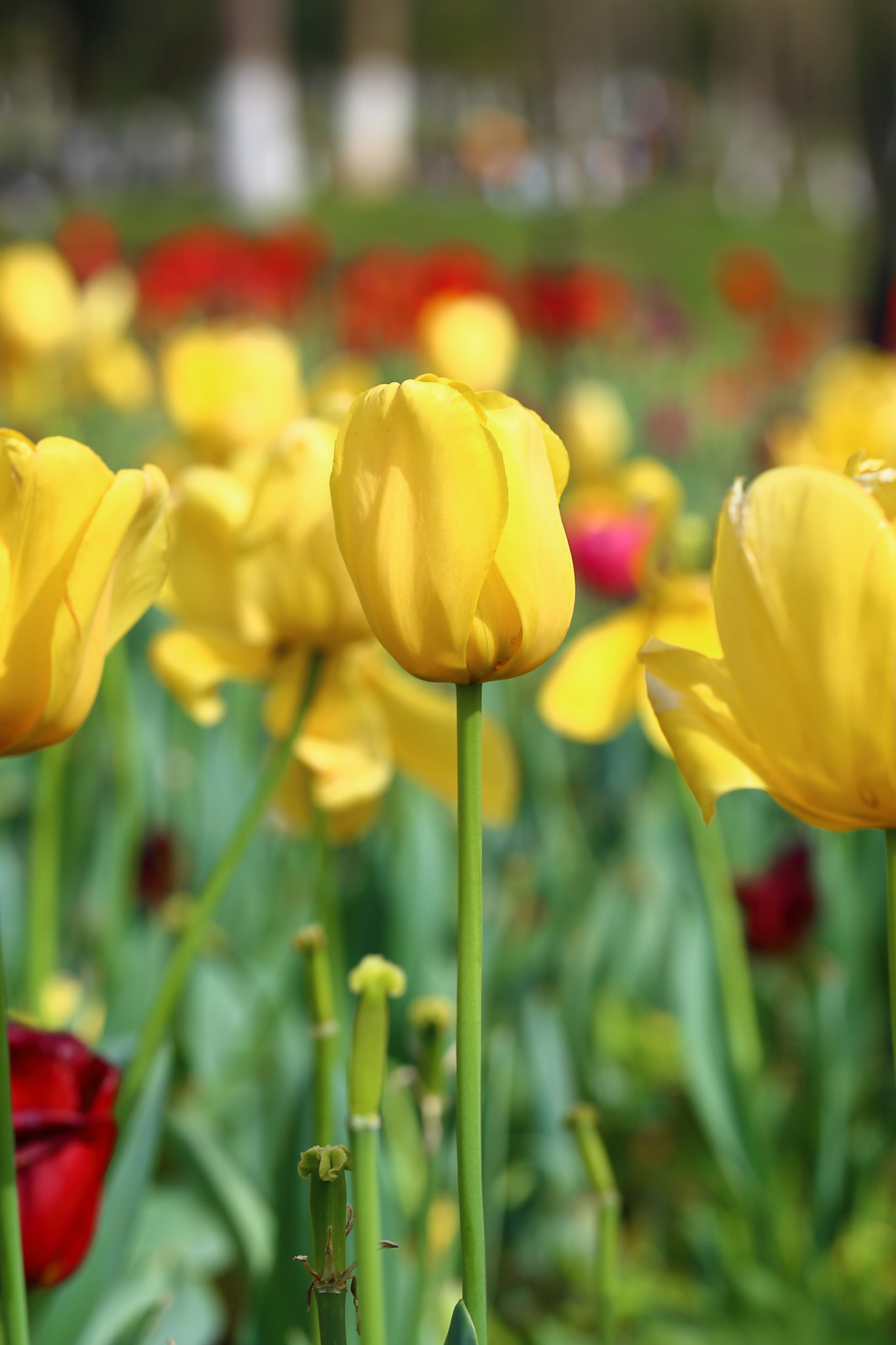 Canon EF 100mm F2.8L Macro IS USM sample photo. Img photography