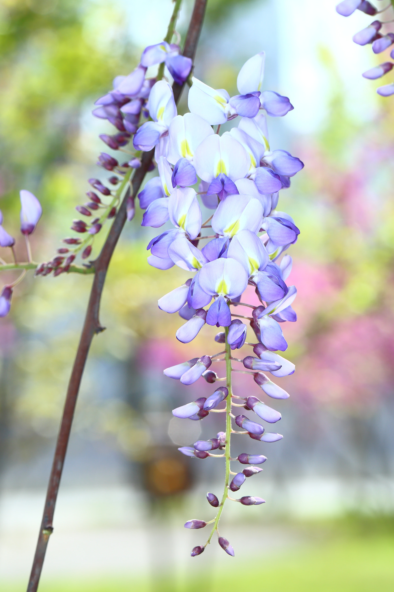 Canon EF 100mm F2.8L Macro IS USM sample photo. Img photography