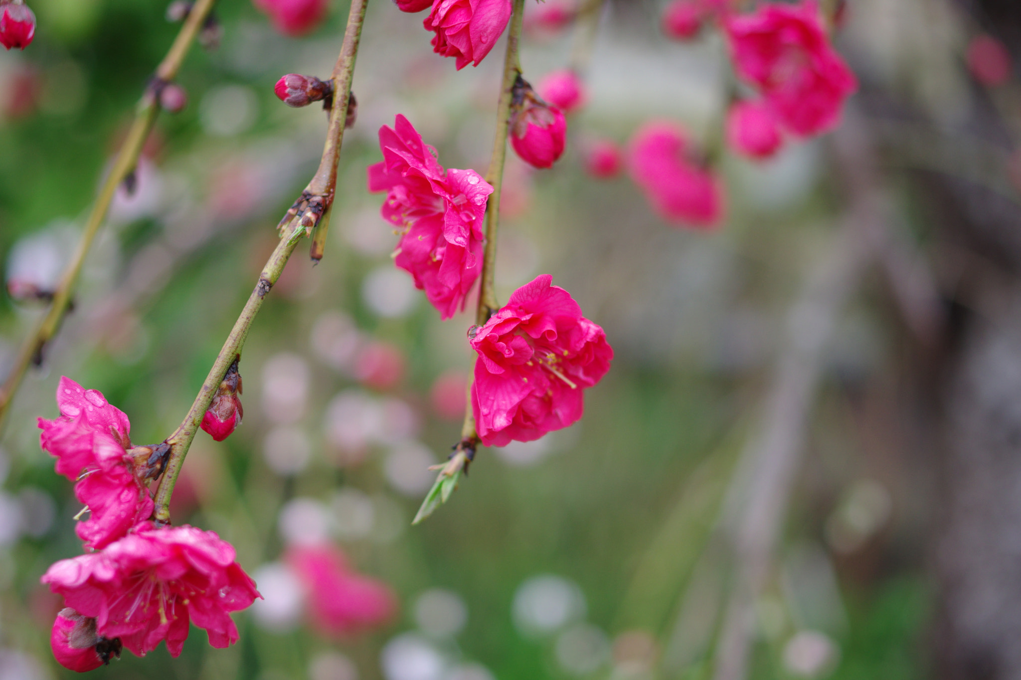 Pentax K-70 sample photo. Weeping peach tree photography