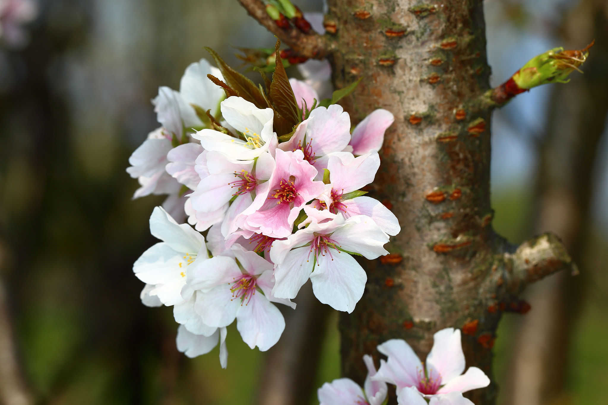 Canon EF 100mm F2.8L Macro IS USM sample photo. Img photography