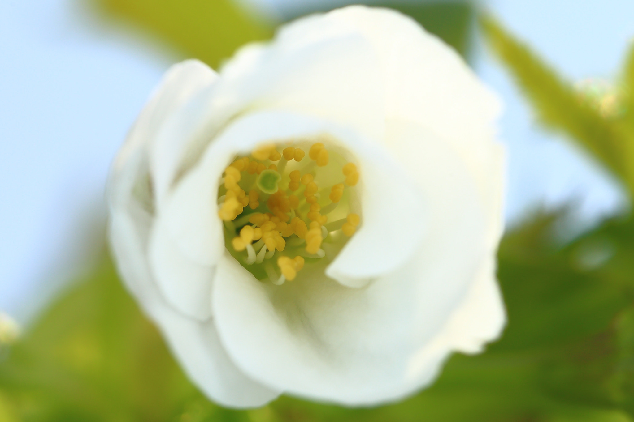 Canon EF 100mm F2.8L Macro IS USM sample photo. Img photography