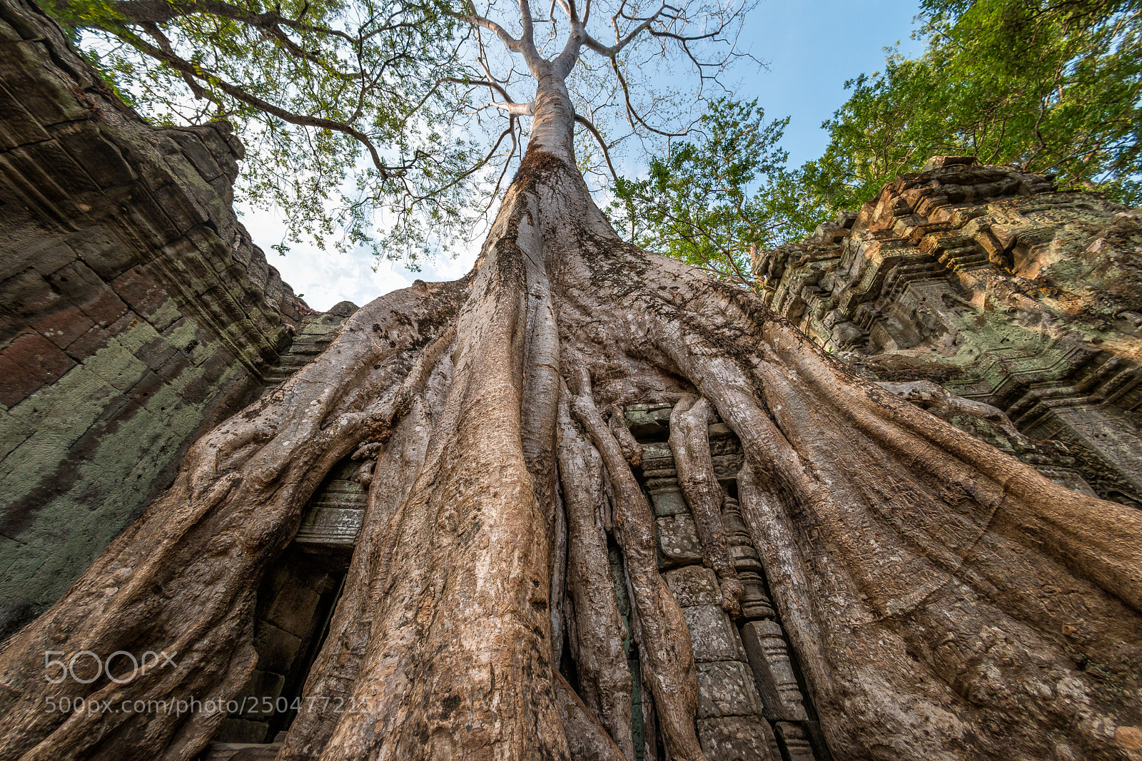 Samsung NX500 sample photo. Ta prohm, tree and photography