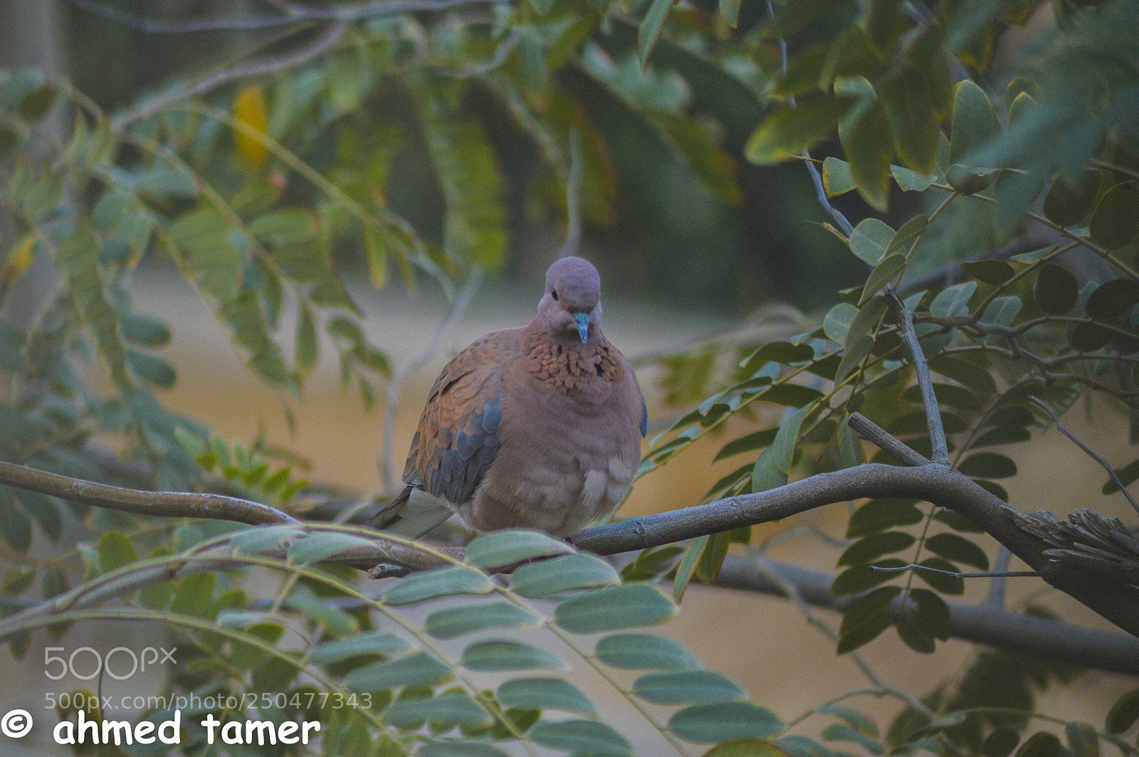 Nikon D3200 sample photo. Freedom photography