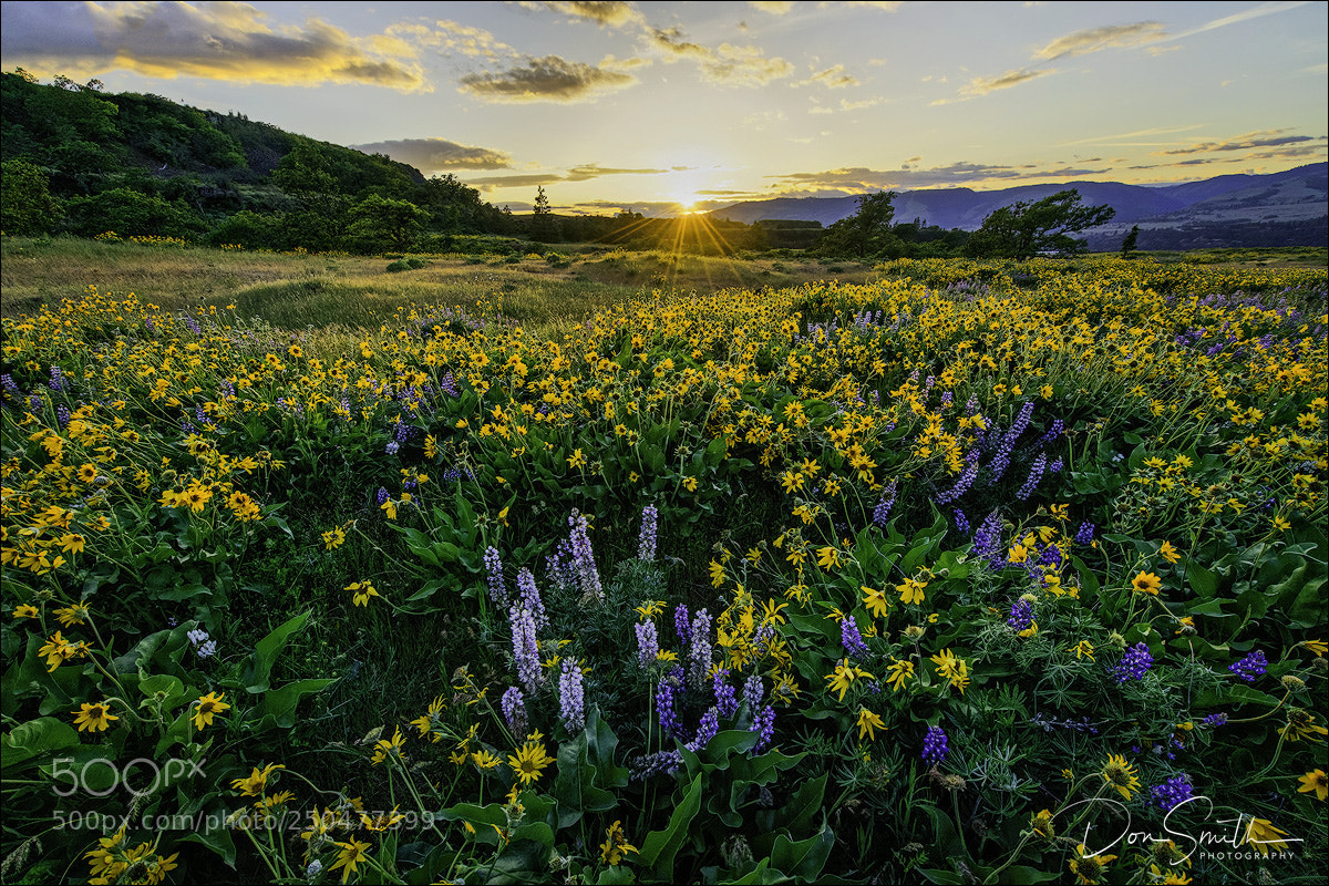 Sony a7R II sample photo. Sunset over wildflowers photography