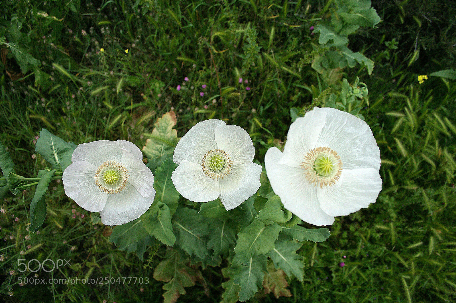 Canon EOS 350D (EOS Digital Rebel XT / EOS Kiss Digital N) sample photo. Trio de amapolas blancas. photography
