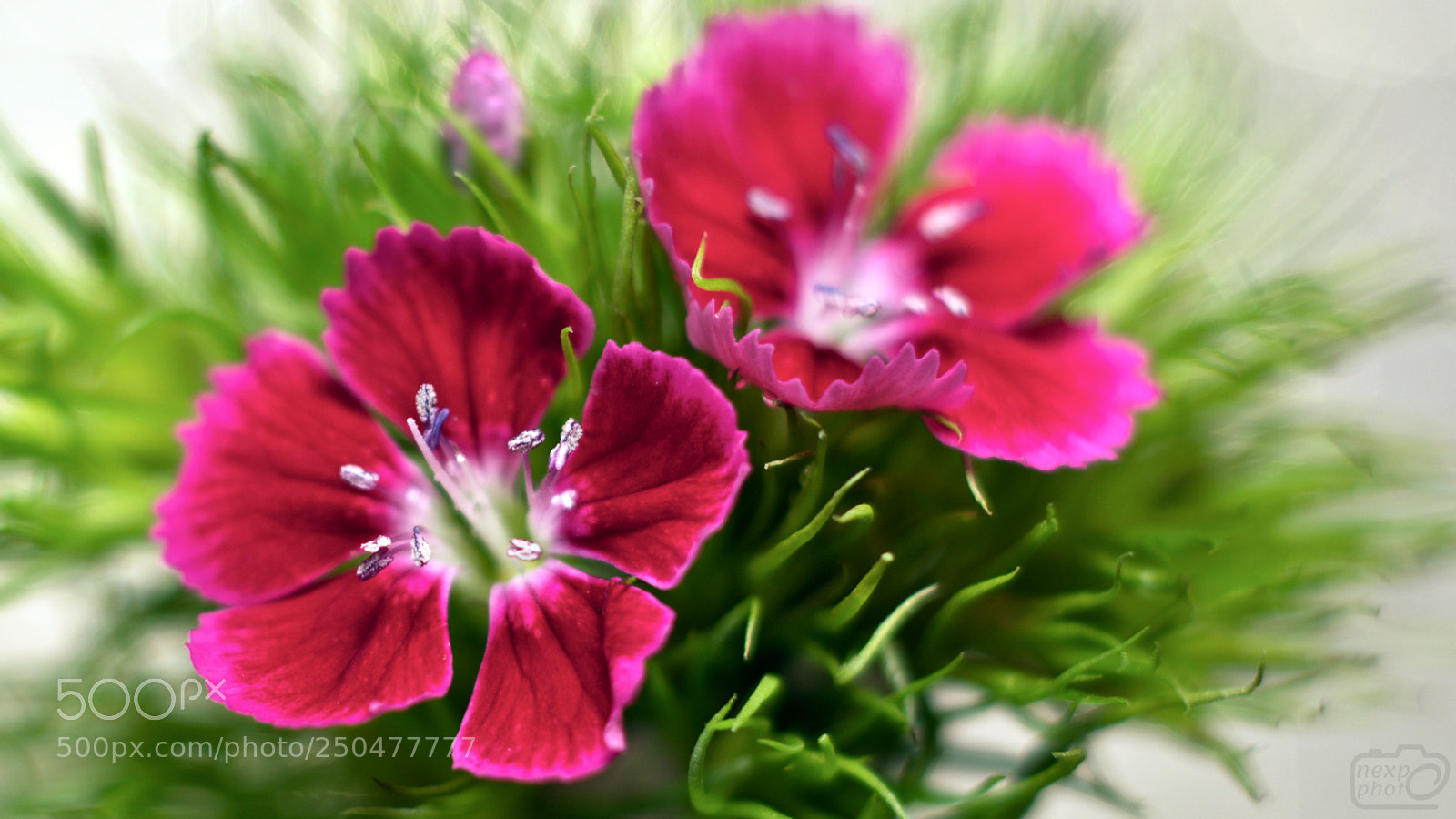 Nikon D7100 sample photo. Flowers photography