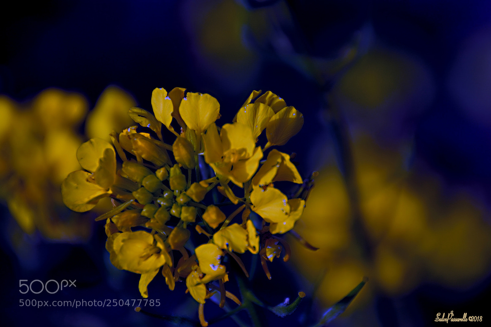 Nikon D5200 sample photo. A touch of love photography