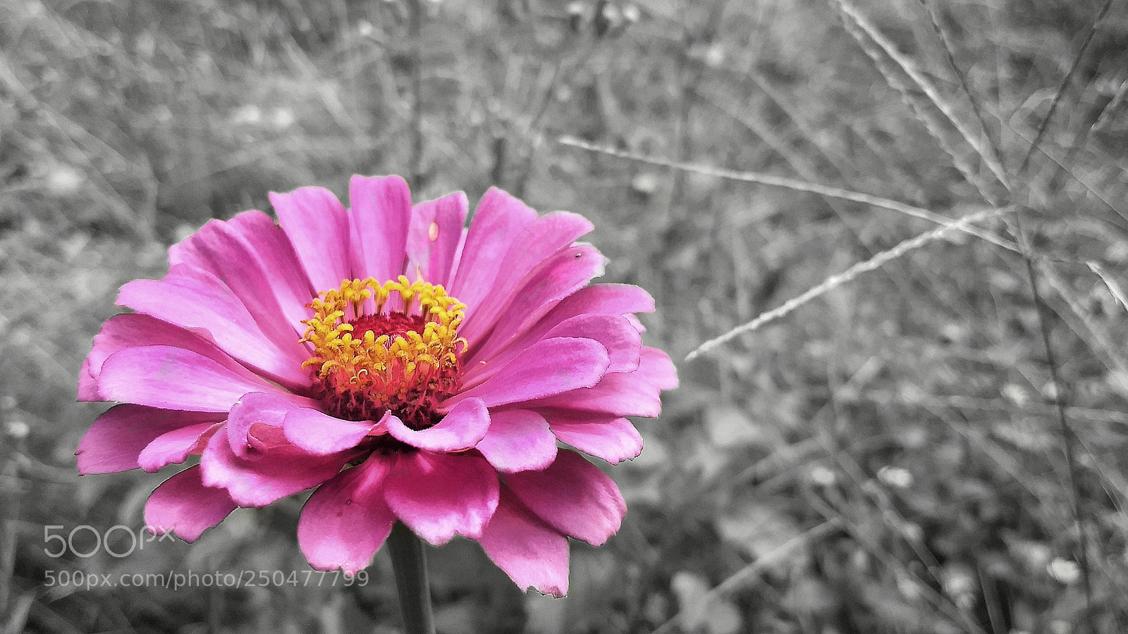 Motorola Moto G (5) Plus sample photo. Preto e rosa. photography