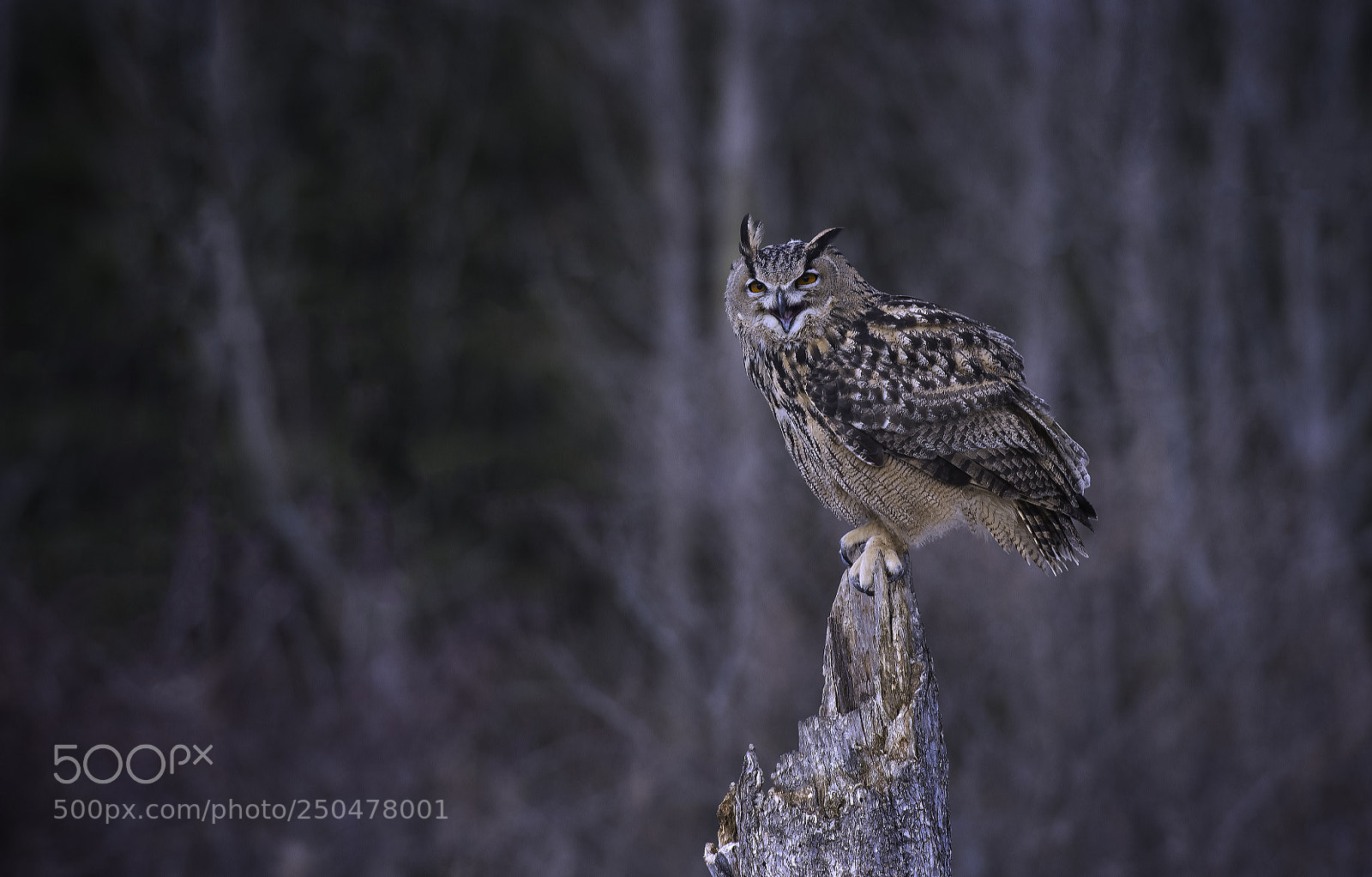 Nikon D500 sample photo. Eurasian eagle-owl photography