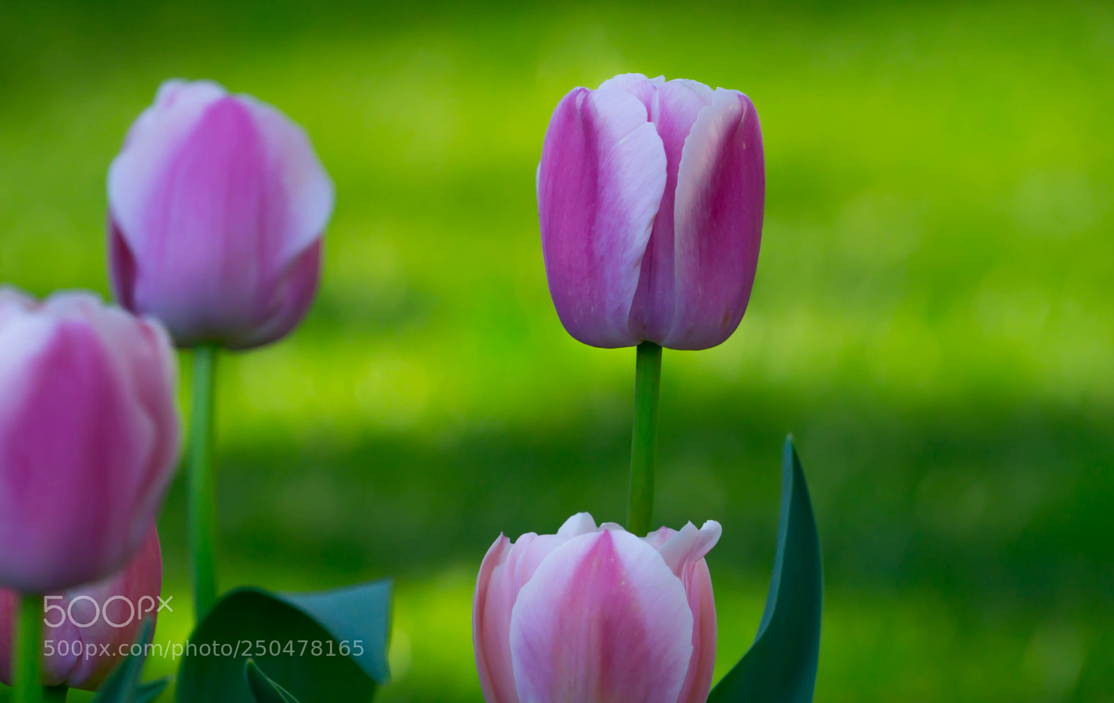 Sony a6000 sample photo. Almost tulip time photography