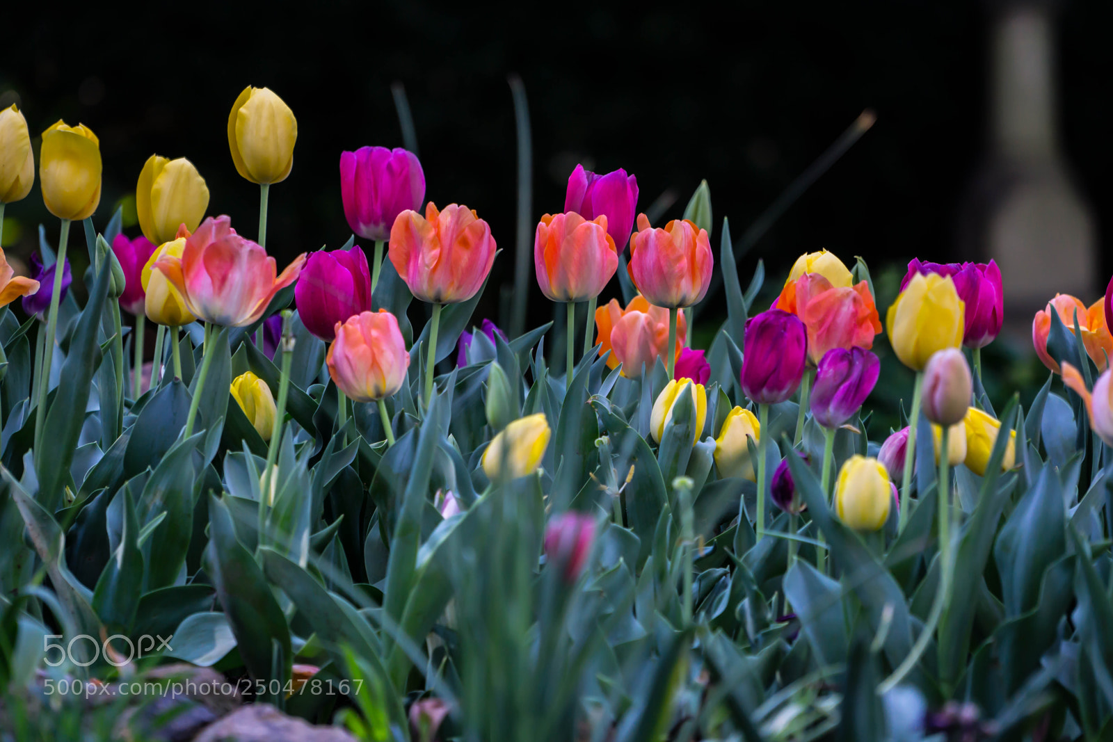 Sony a6000 sample photo. Almost tulip time photography