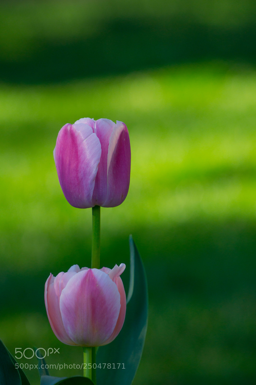 Sony a6000 sample photo. Almost tulip time photography