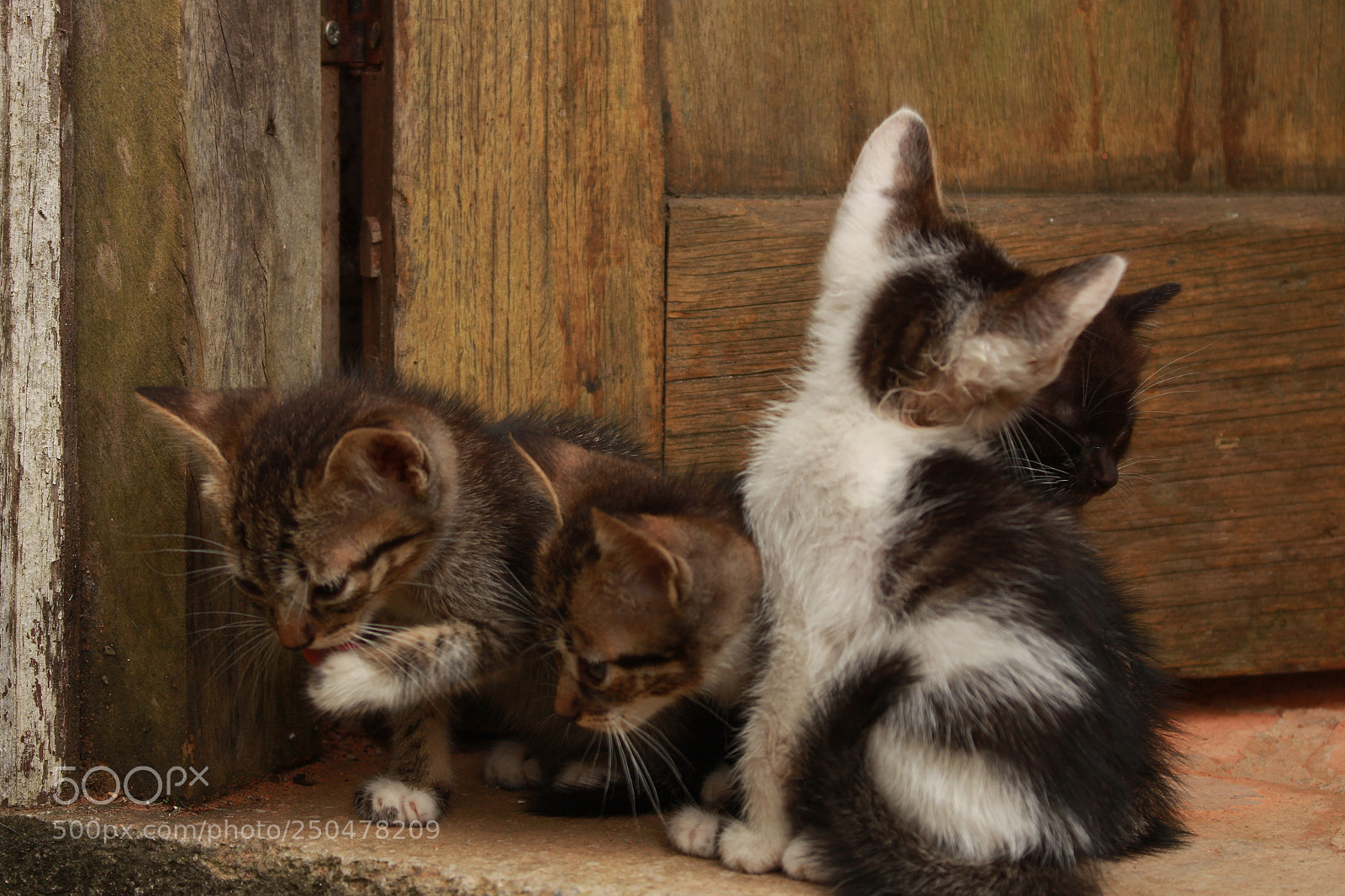 Canon EOS 700D (EOS Rebel T5i / EOS Kiss X7i) sample photo. Untitled photography