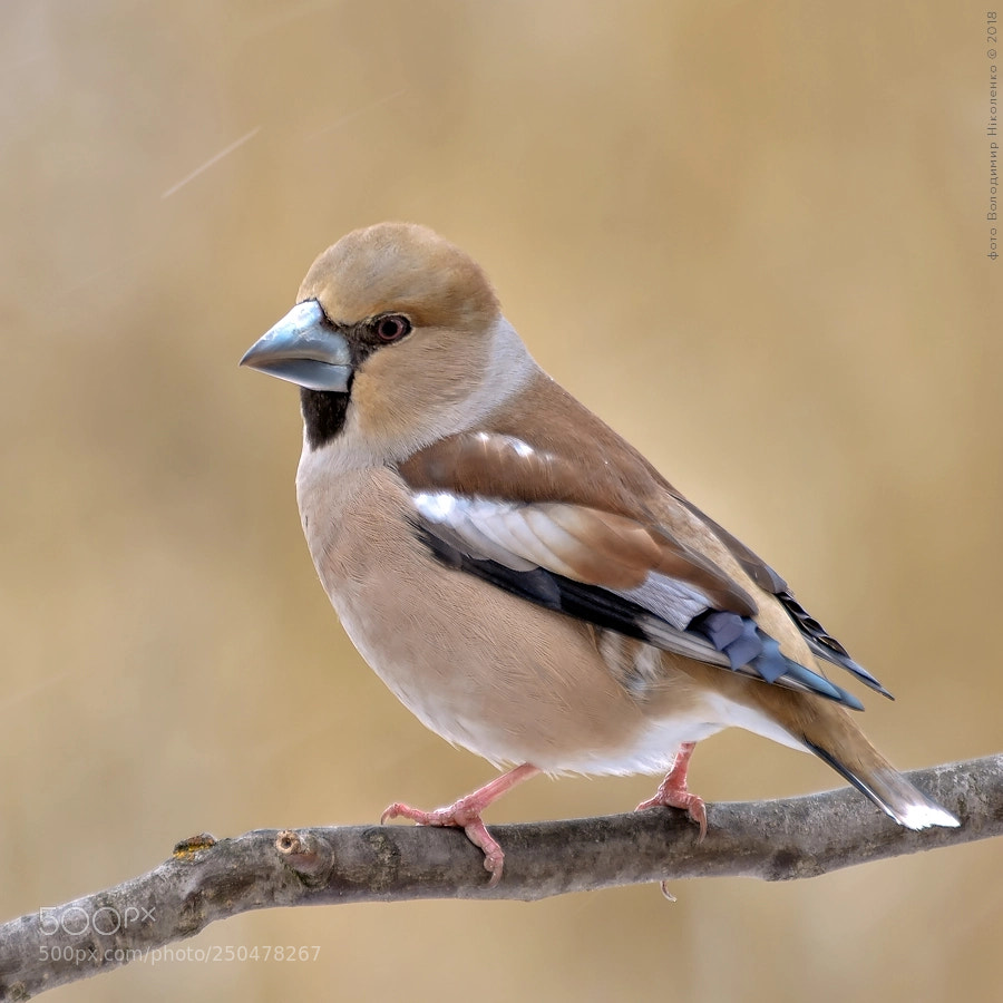 Nikon D7000 sample photo. Дубонос  (coccothraustes coccothraustes) photography