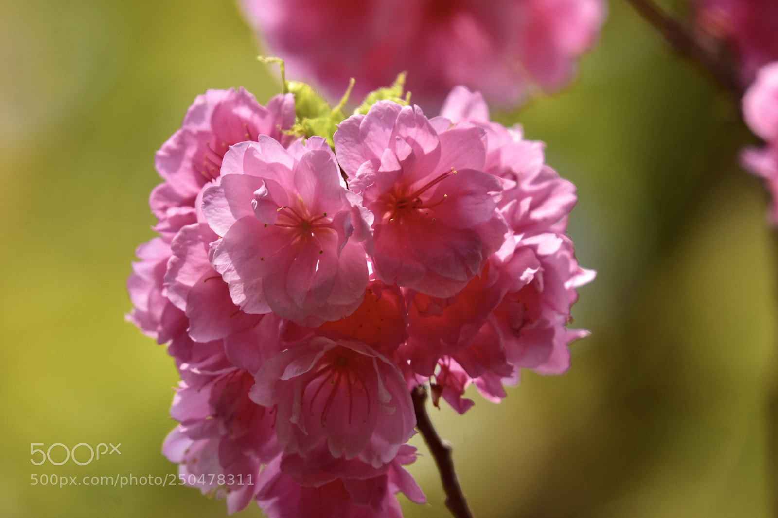 Nikon D7200 sample photo. Flowers photography