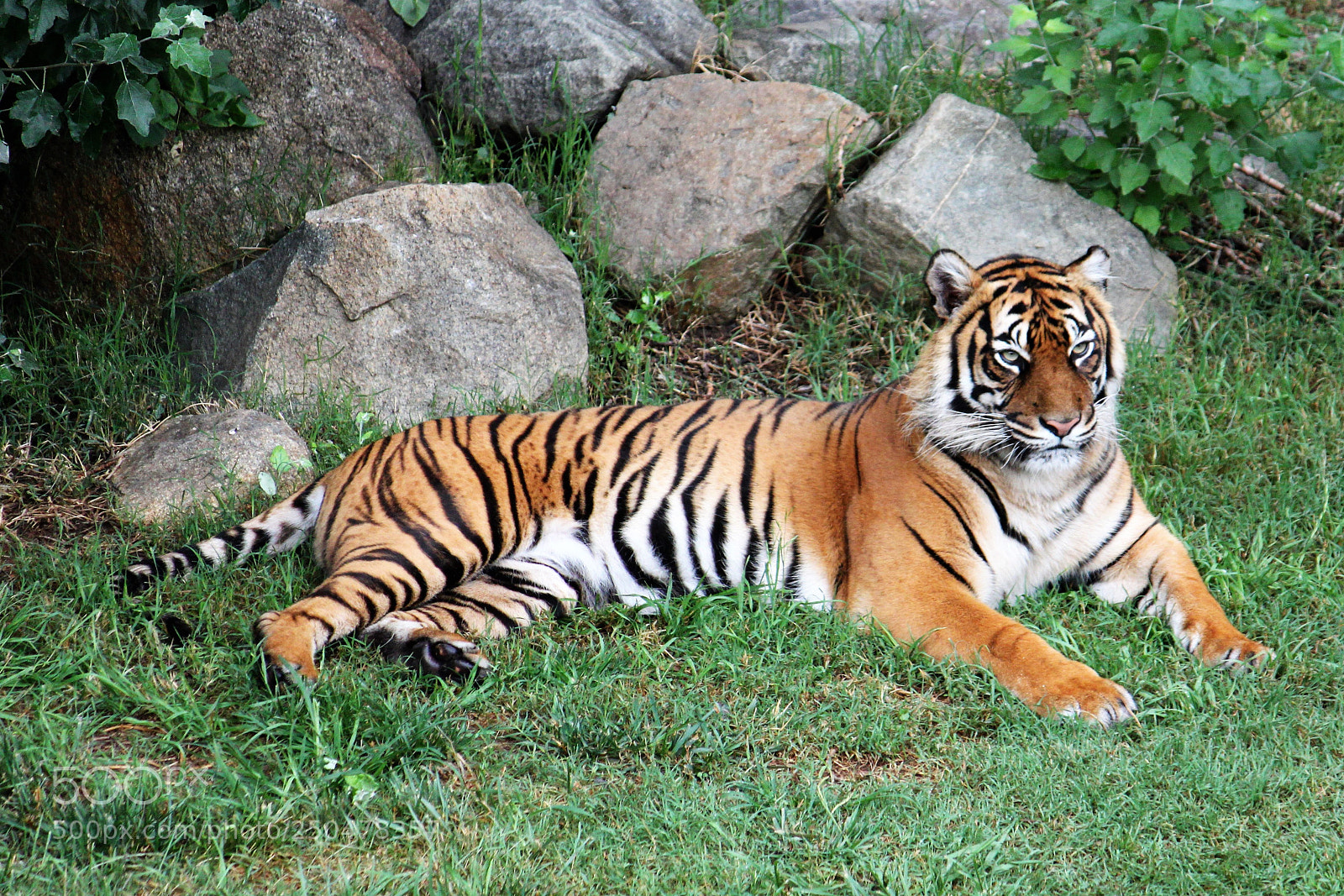 Canon EOS 500D (EOS Rebel T1i / EOS Kiss X3) sample photo. Resting tiger photography