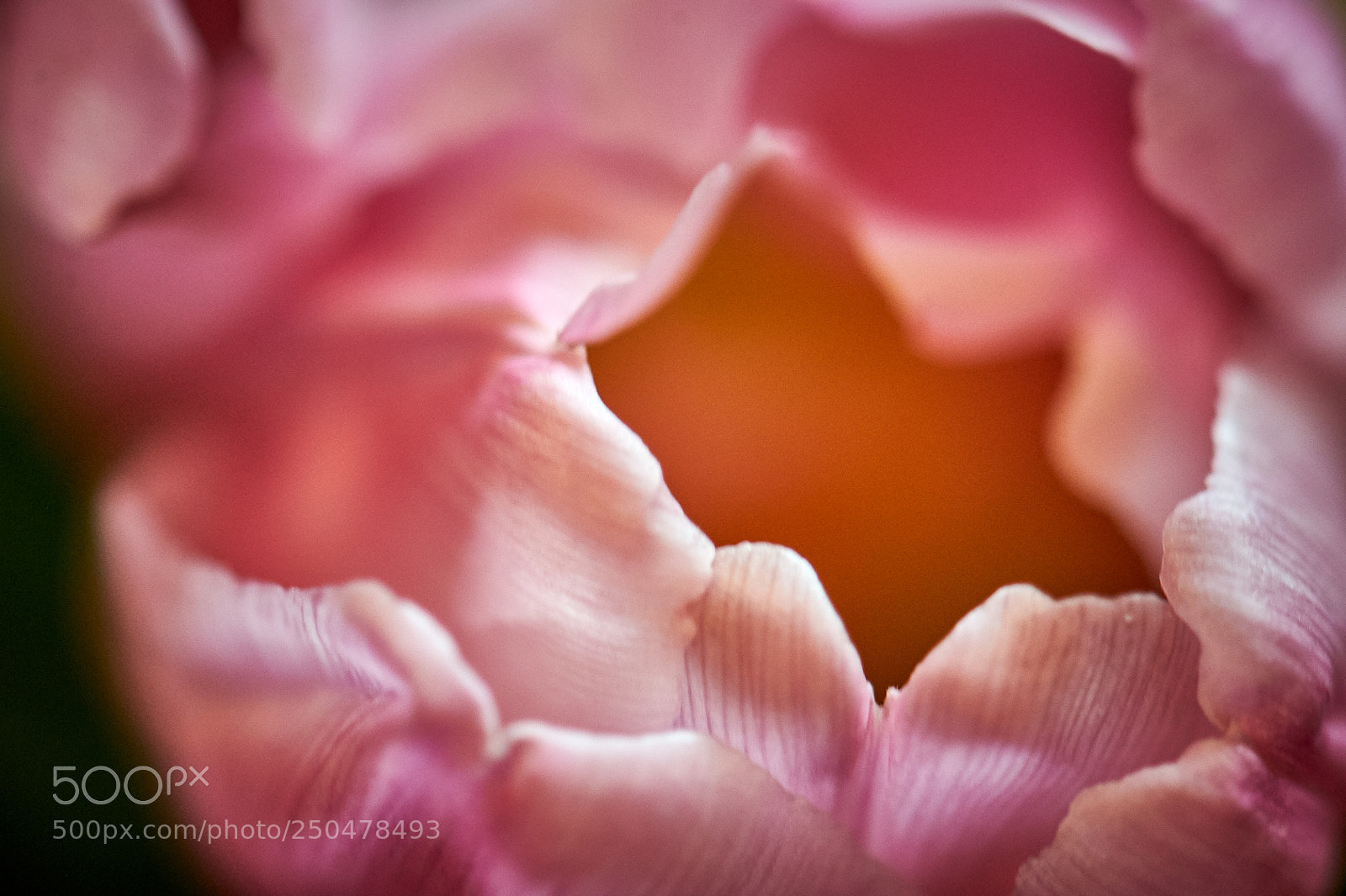 Nikon D3S sample photo. A tulip for spring photography