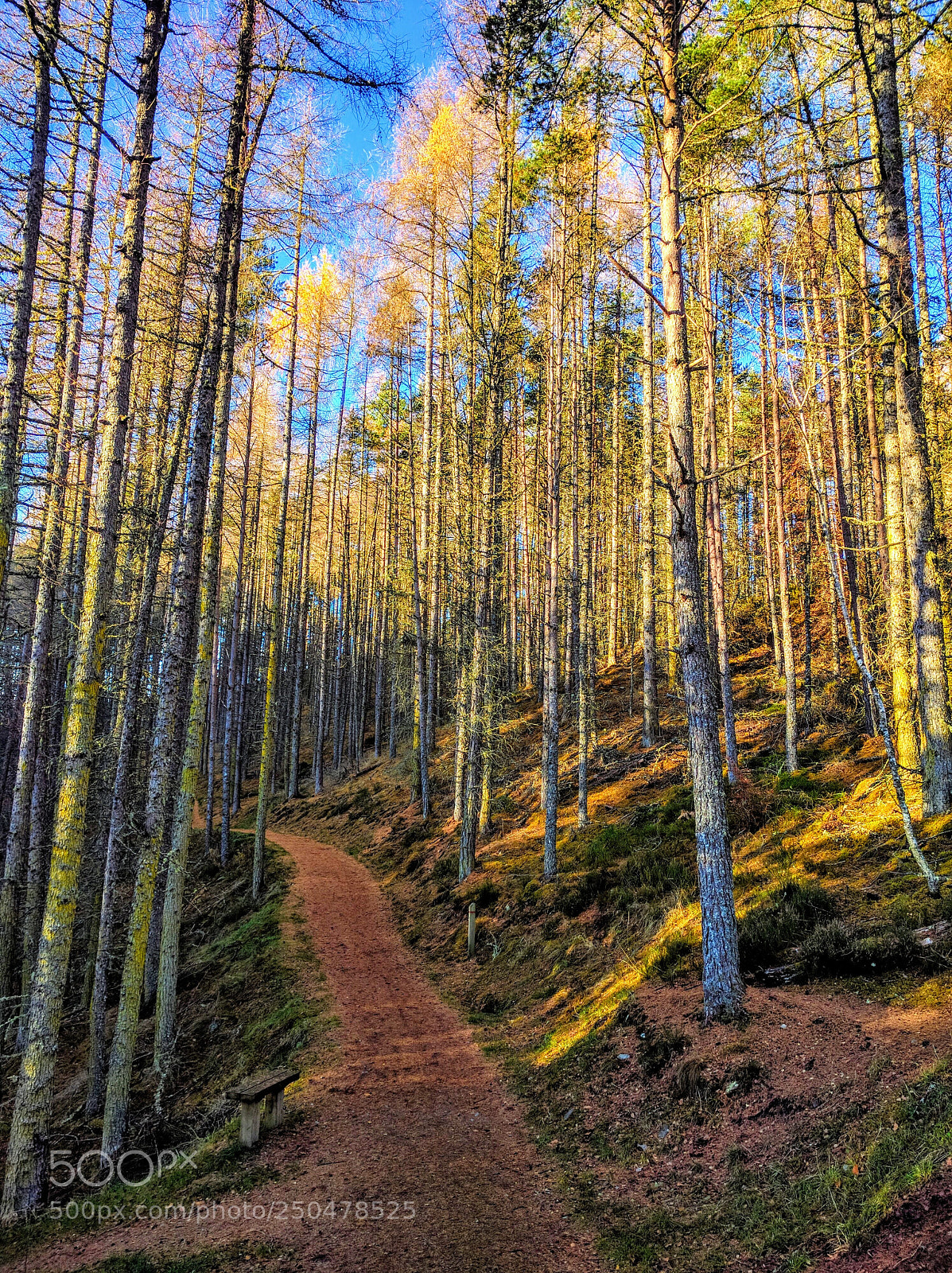 Google Nexus 6P sample photo. Ross forest - scotland photography