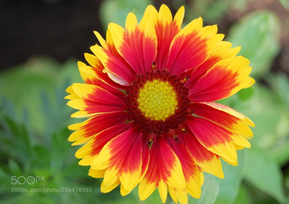 Nikon D40 sample photo. Summer sun. photography