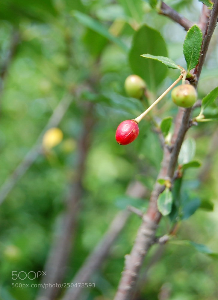 Nikon D40 sample photo. First one. photography