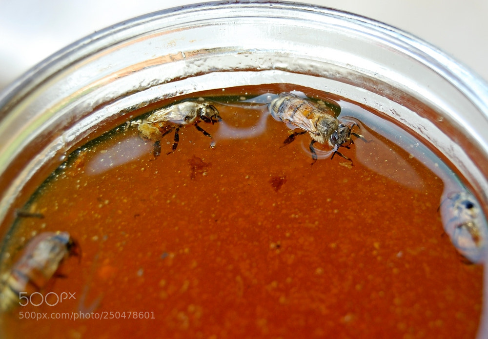 Nikon D40 sample photo. Rest in honey photography