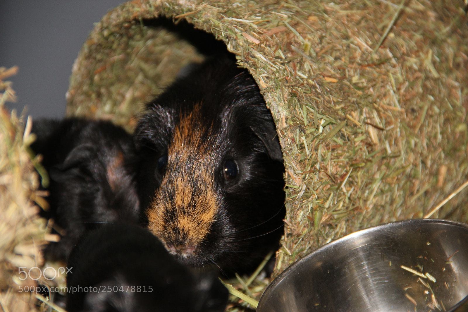 Canon EF-S 18-135mm F3.5-5.6 IS sample photo. Pets 5 photography