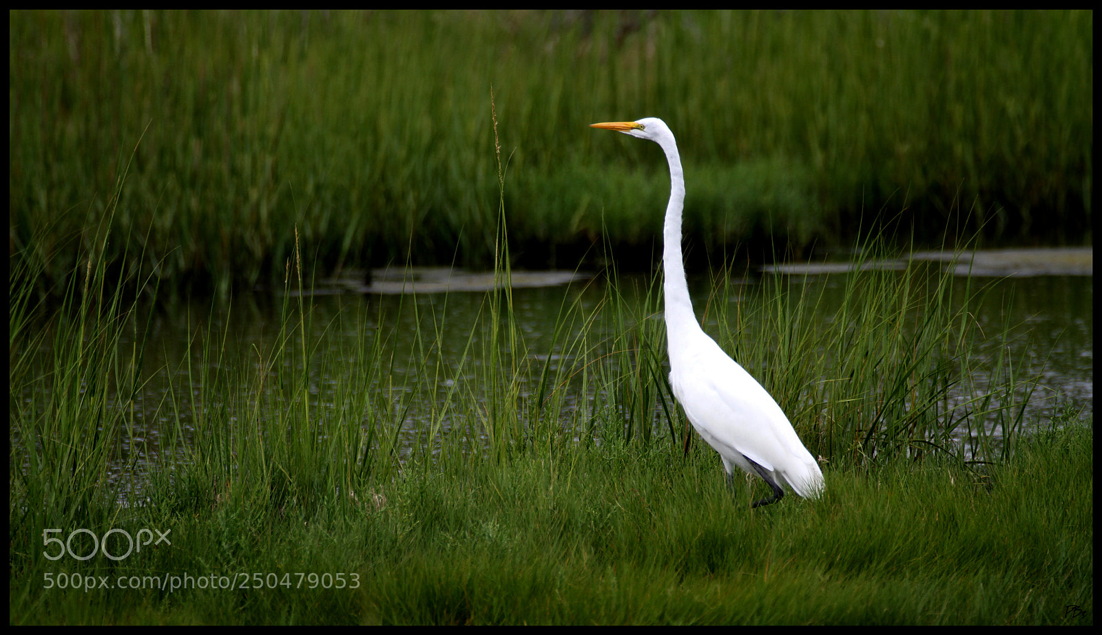 Canon EOS 7D sample photo. White heron photography
