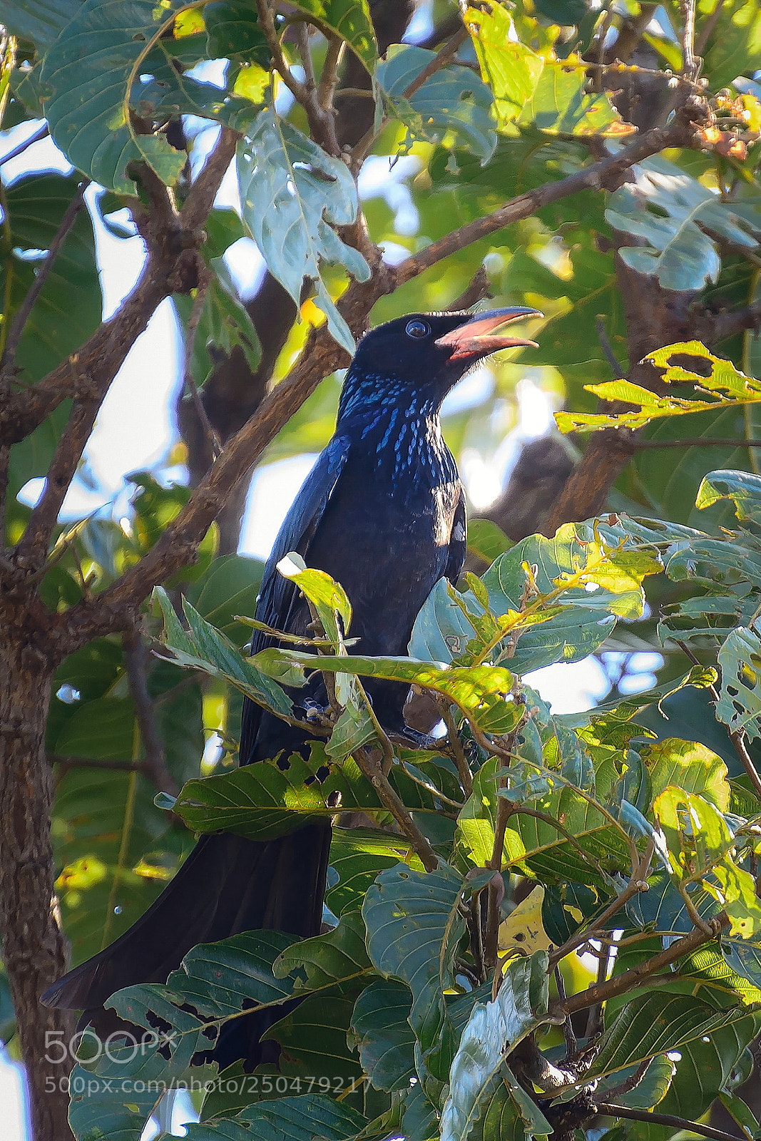 Nikon D7100 sample photo. Hair-crested drongo photography