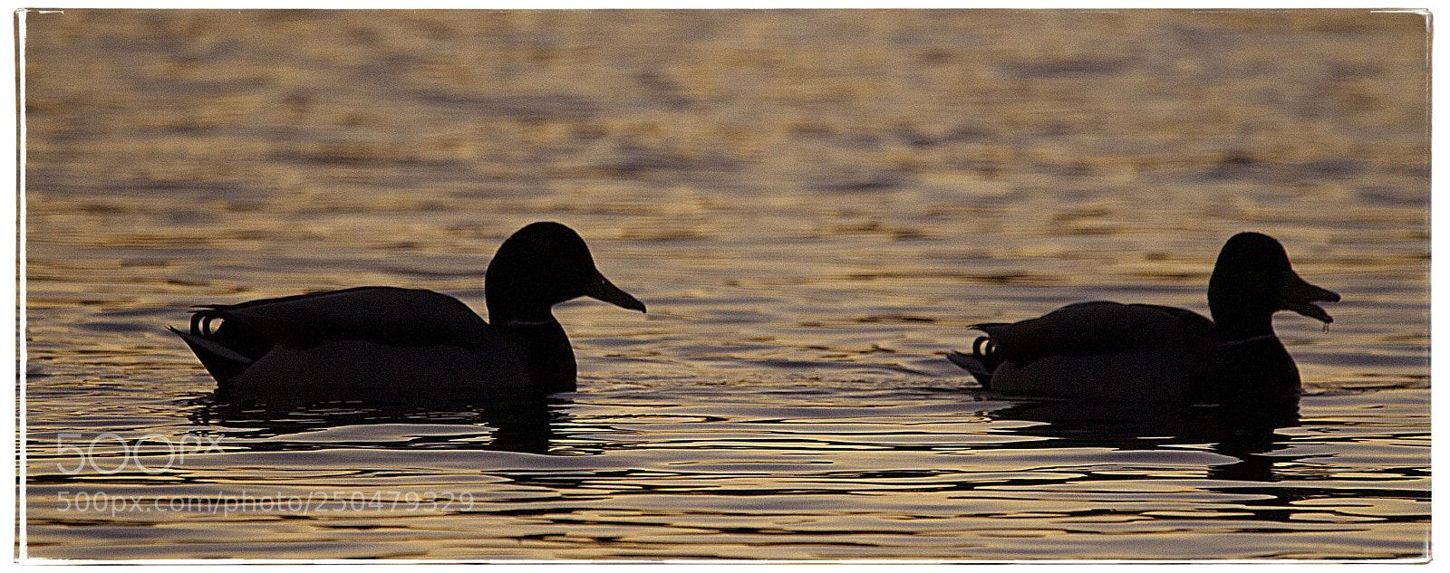 Canon EOS 7D sample photo. Duck silhouette  photography