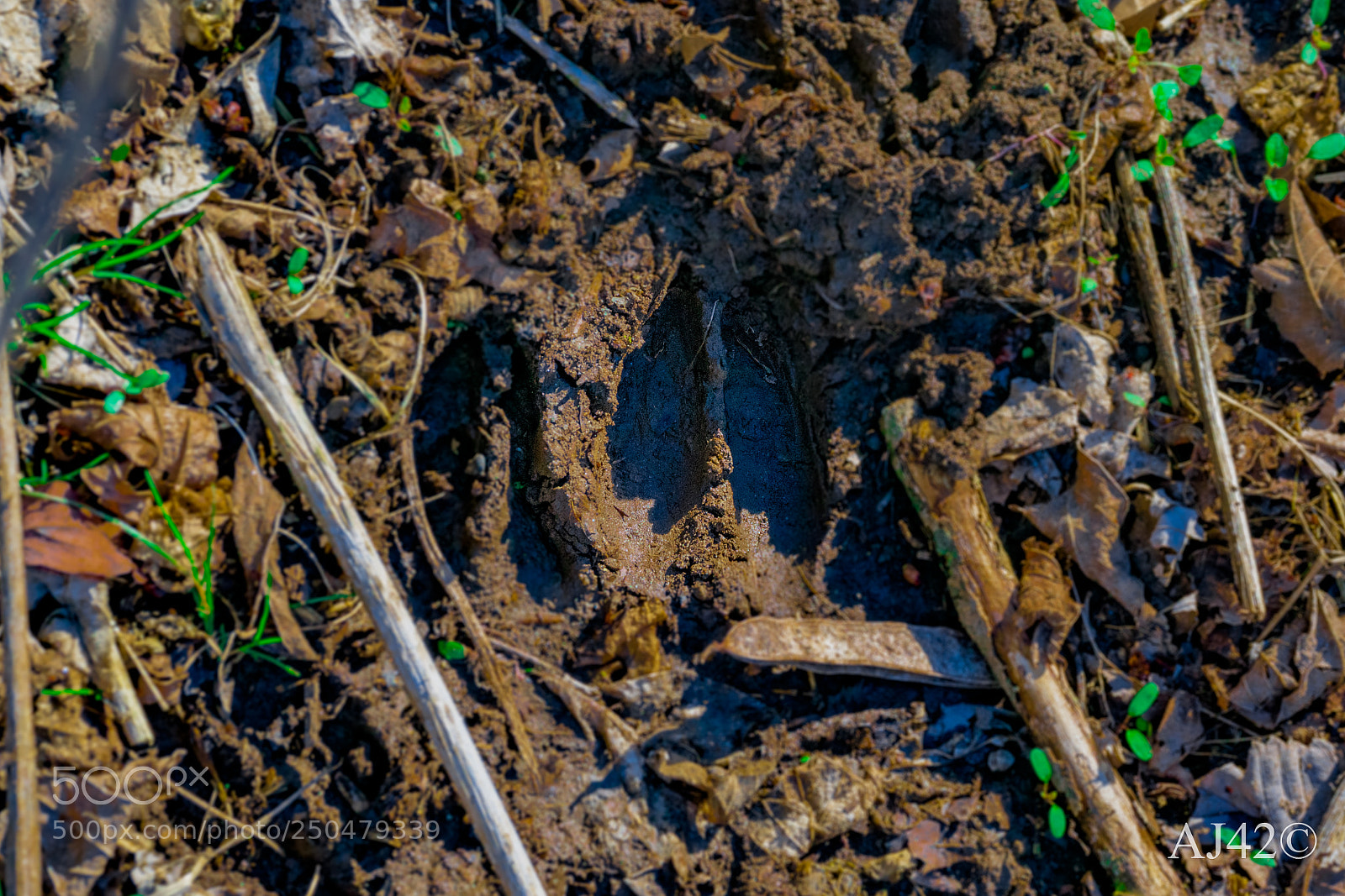 Nikon D3300 sample photo. Prints of spring photography