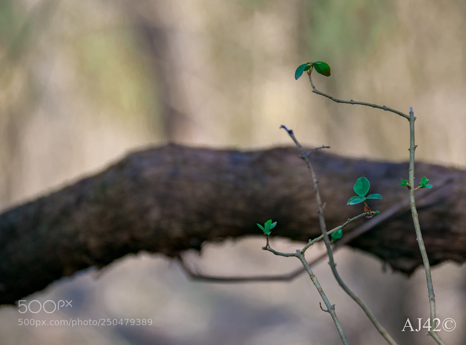 Nikon D3300 sample photo. Peek of spring photography