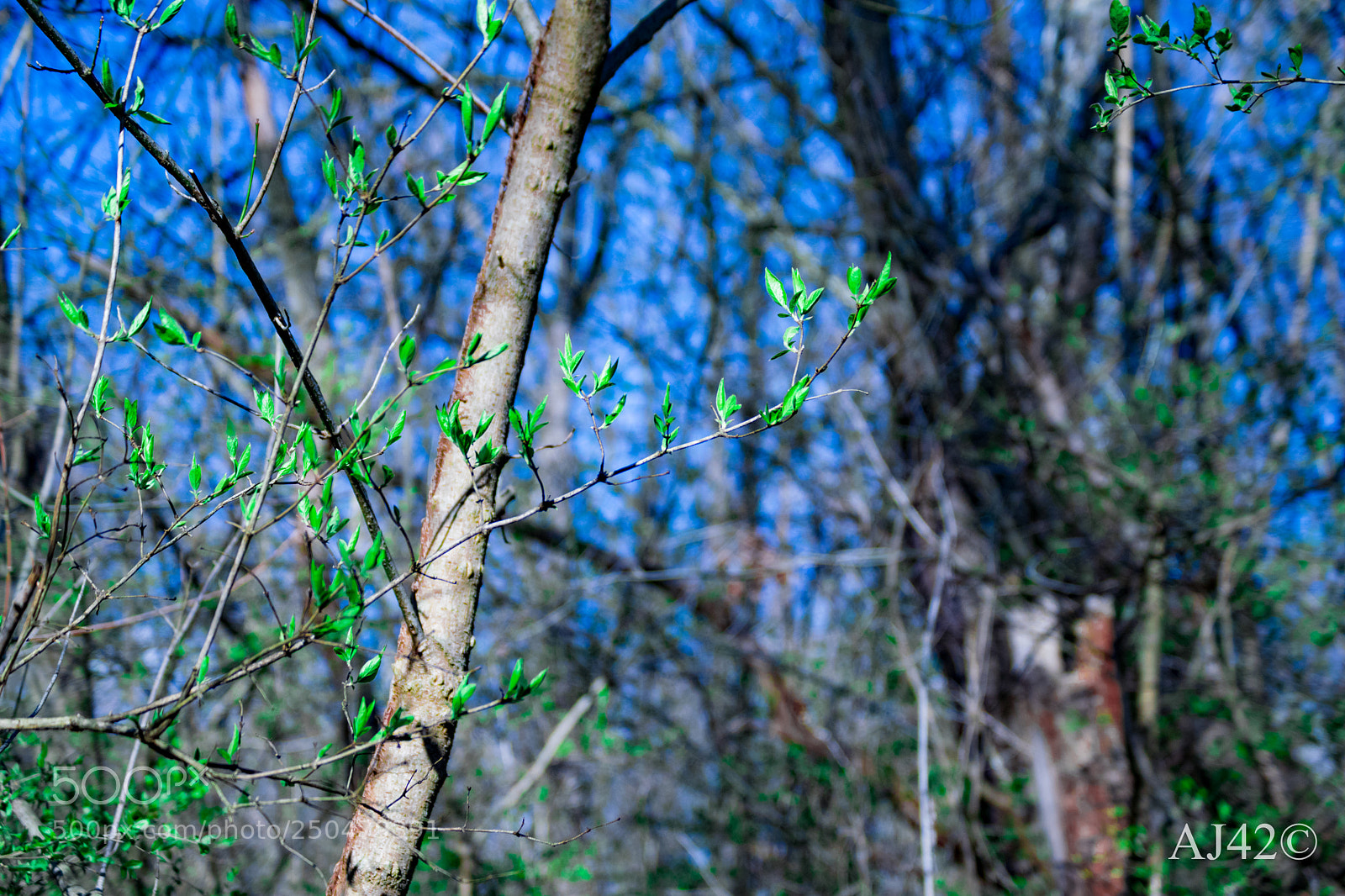 Nikon D3300 sample photo. Some spring photography
