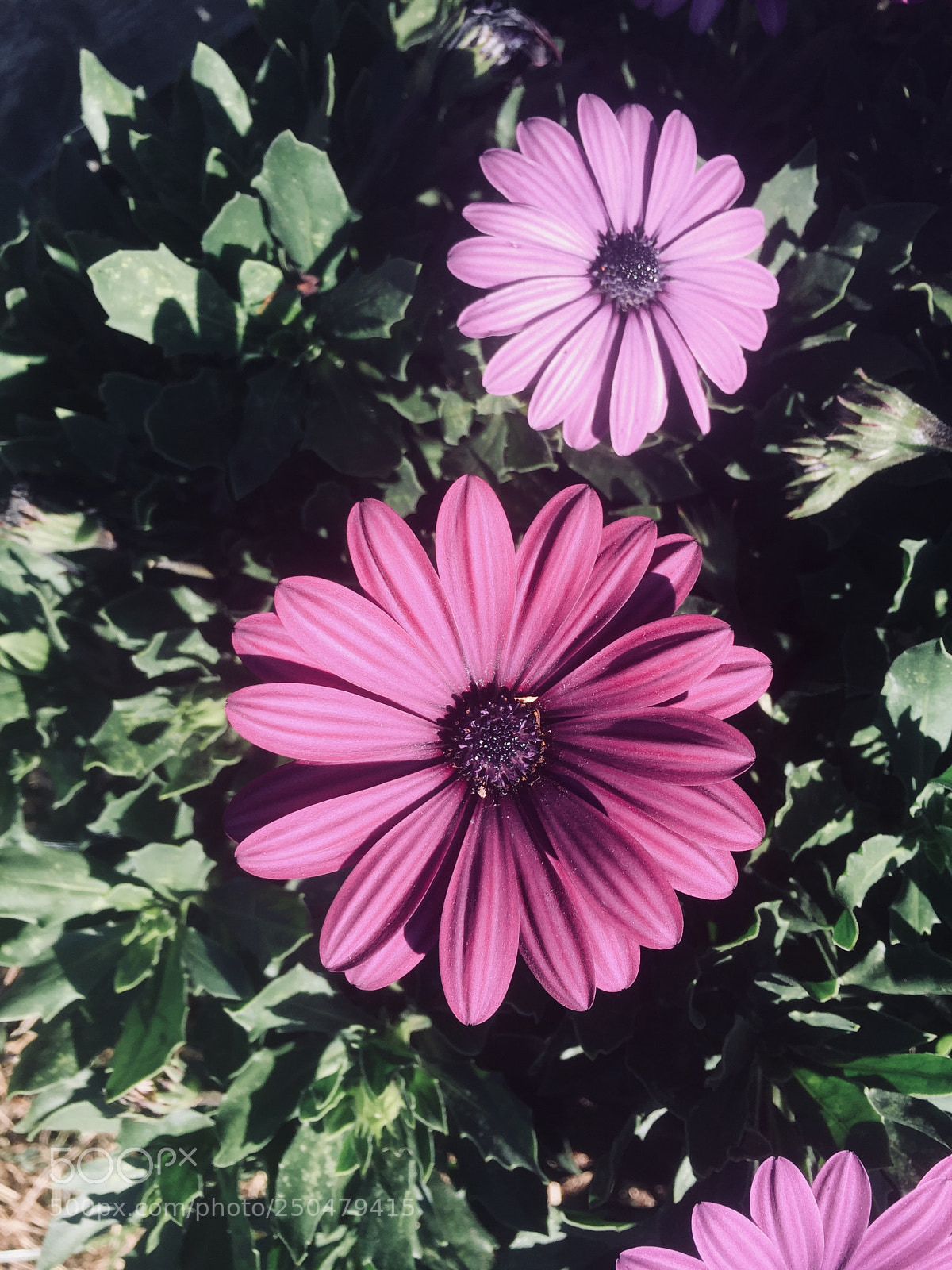 Apple iPhone 6 sample photo. Untitled photography