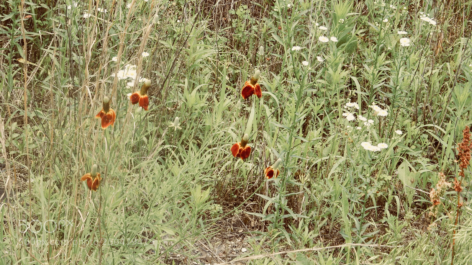 Nikon Coolpix S9900 sample photo. Untitled photography