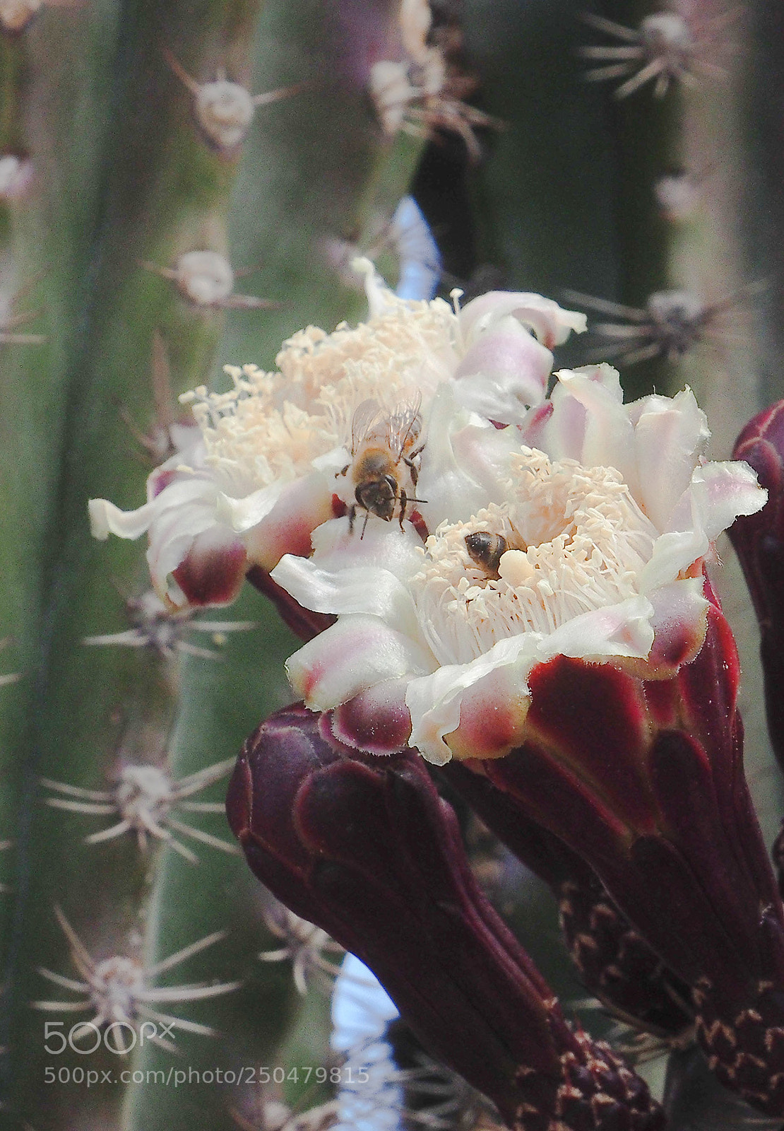 Olympus OM-D E-M10 sample photo. Organ pipe cactus blossom photography