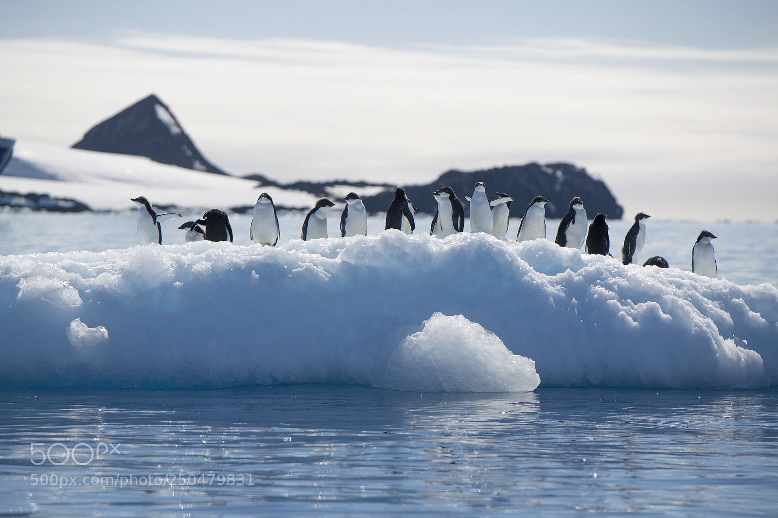 Canon EOS-1D X Mark II sample photo. Adelie penguins in iceberg photography