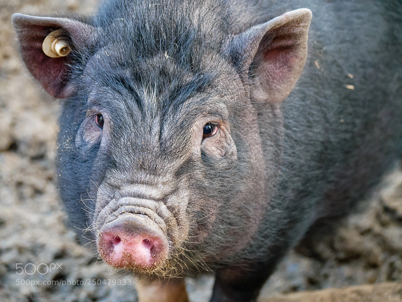 Panasonic DMC-G81 sample photo. Young pig - wildpark photography