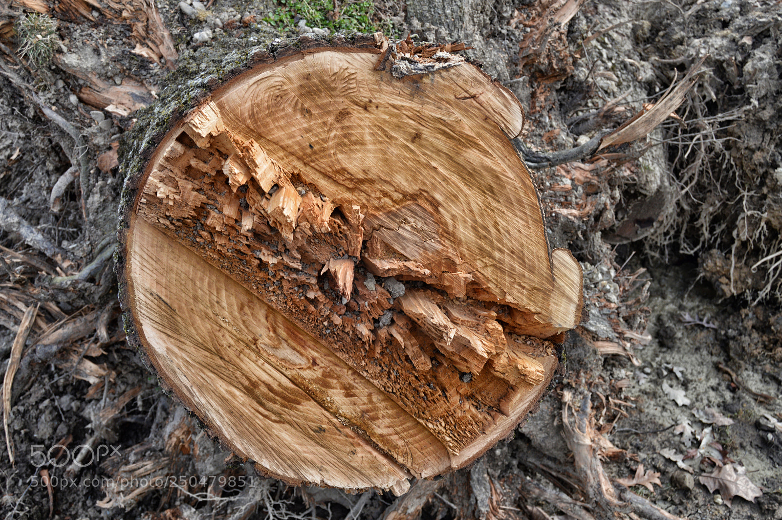 Nikon D3200 sample photo. Stump photography