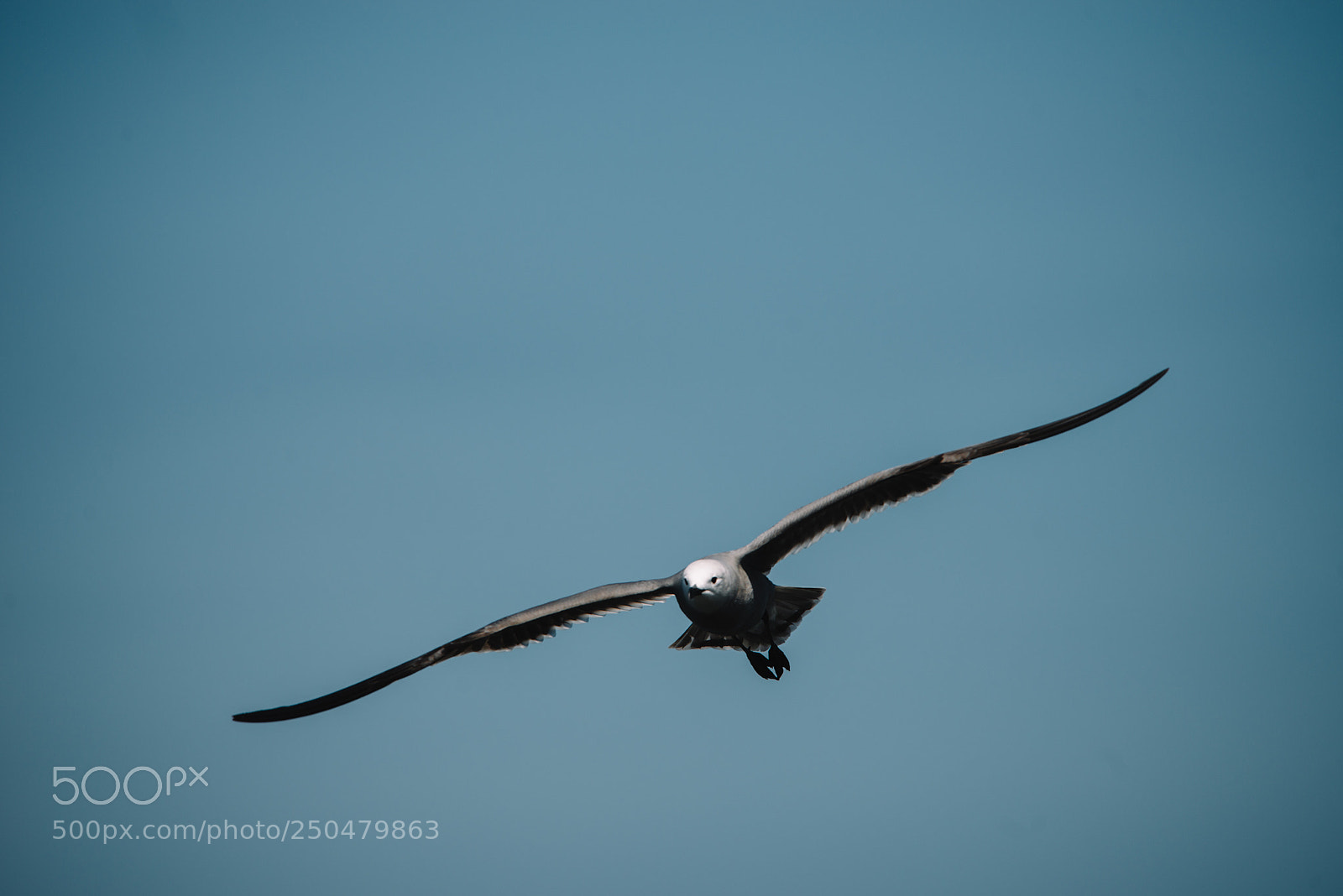 Nikon D800 sample photo. Gaviota photography