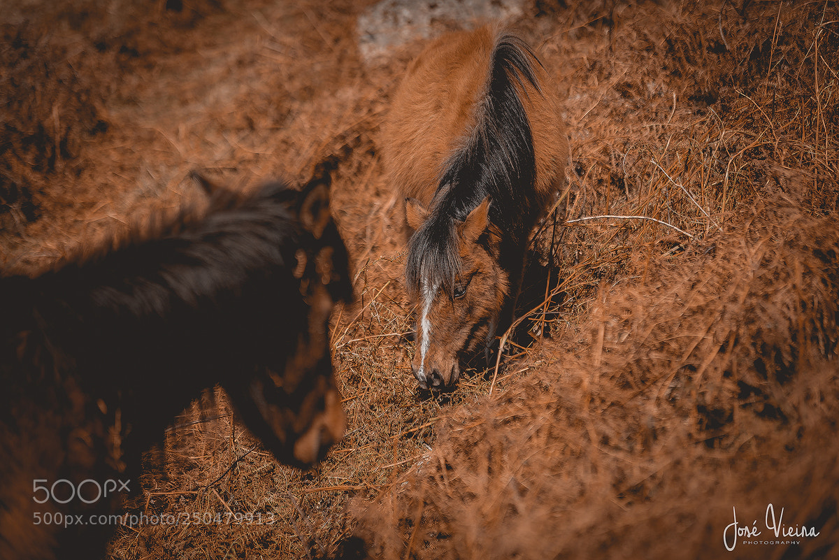 Nikon D600 sample photo. Gerês photography