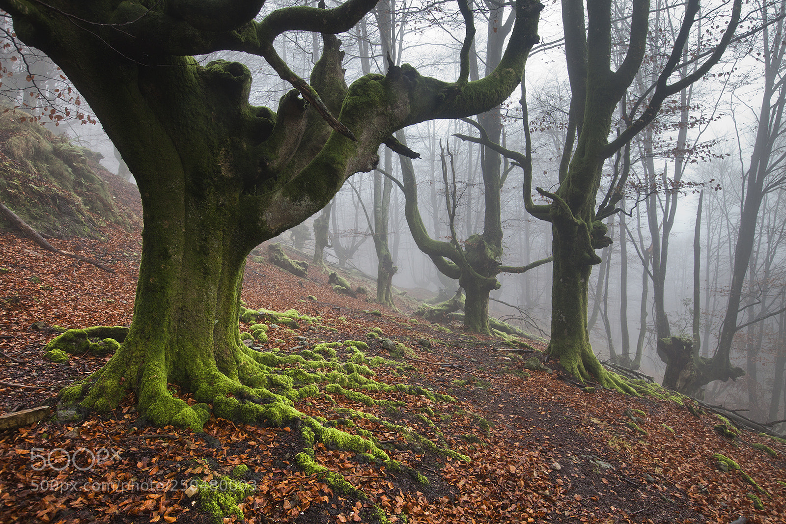 Canon EOS 5D Mark II sample photo. Roots photography