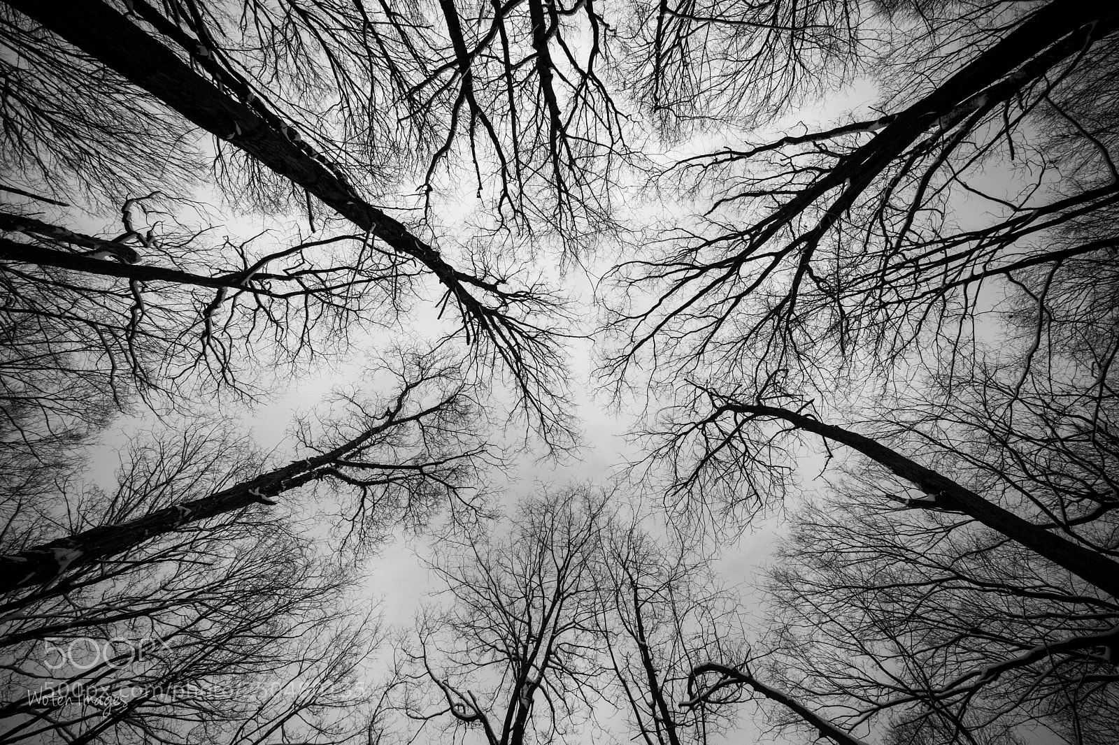 Nikon D500 sample photo. Look up photography