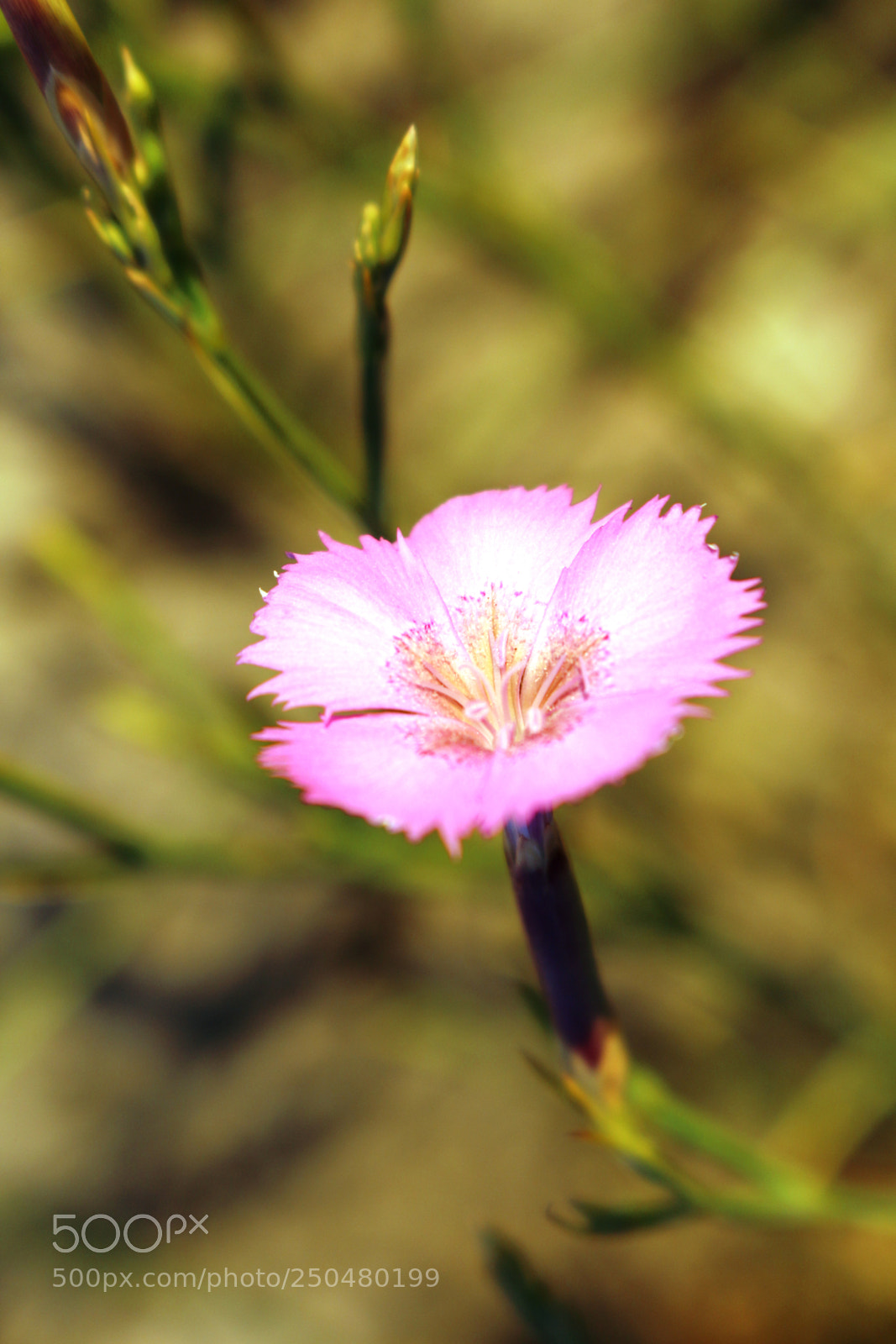Canon EOS 700D (EOS Rebel T5i / EOS Kiss X7i) sample photo. Untitled photography