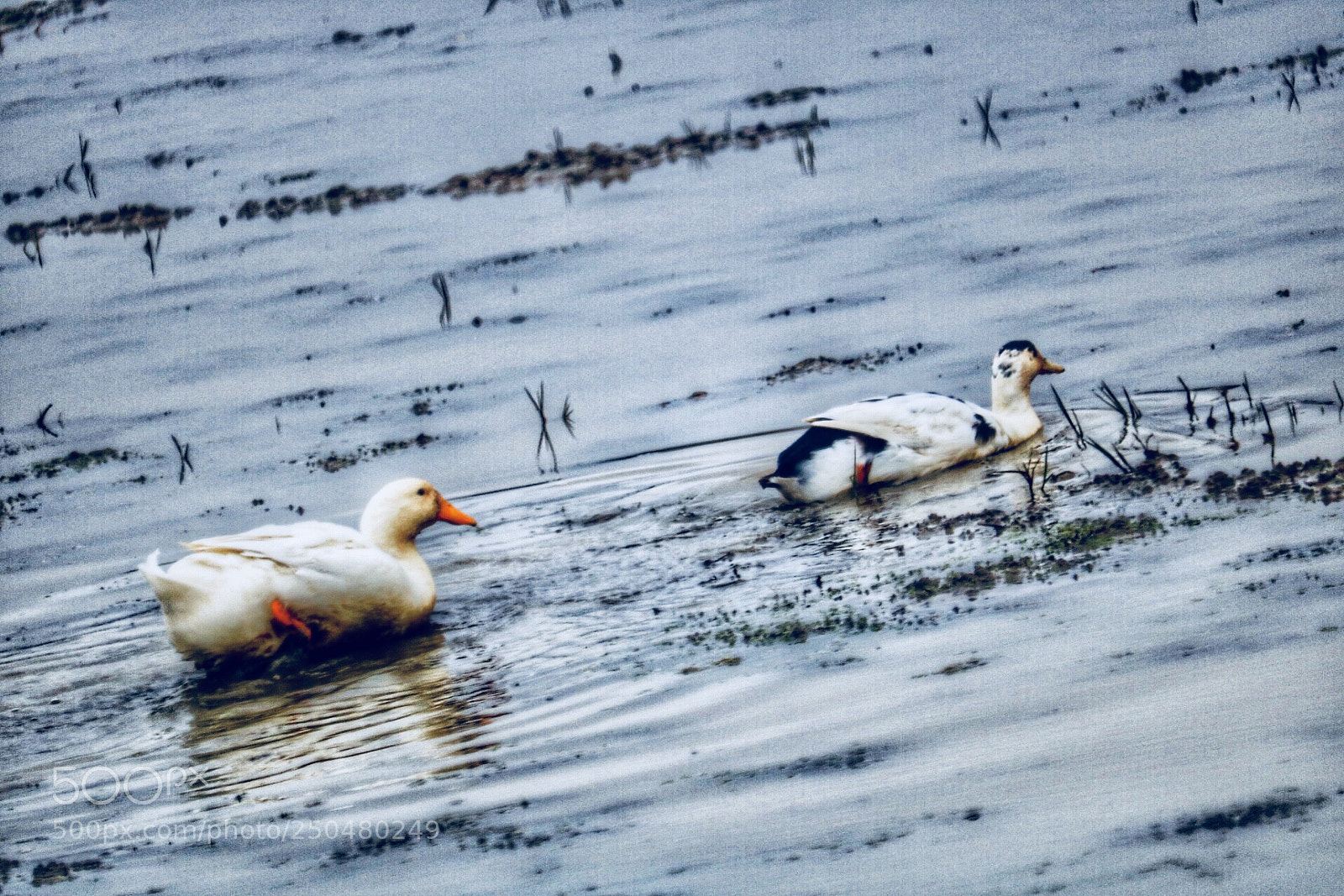 Canon EOS 750D (EOS Rebel T6i / EOS Kiss X8i) sample photo. Ducks photography