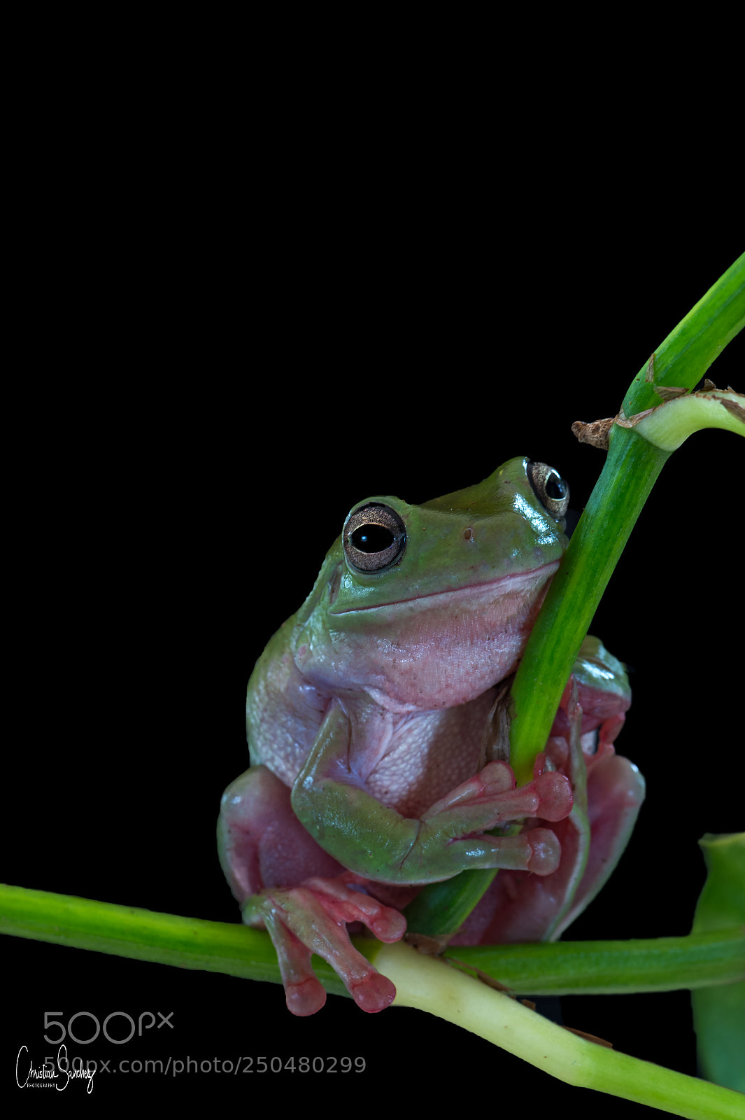 Nikon D4 sample photo. Indonesian white tree frog photography