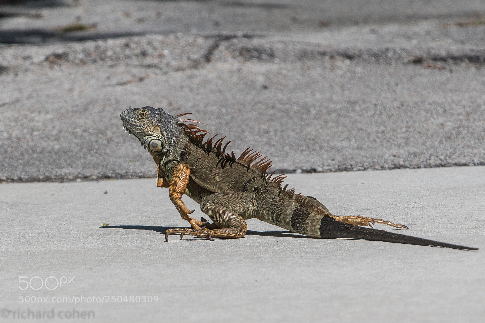 Nikon D500 sample photo. Why did the iguana photography