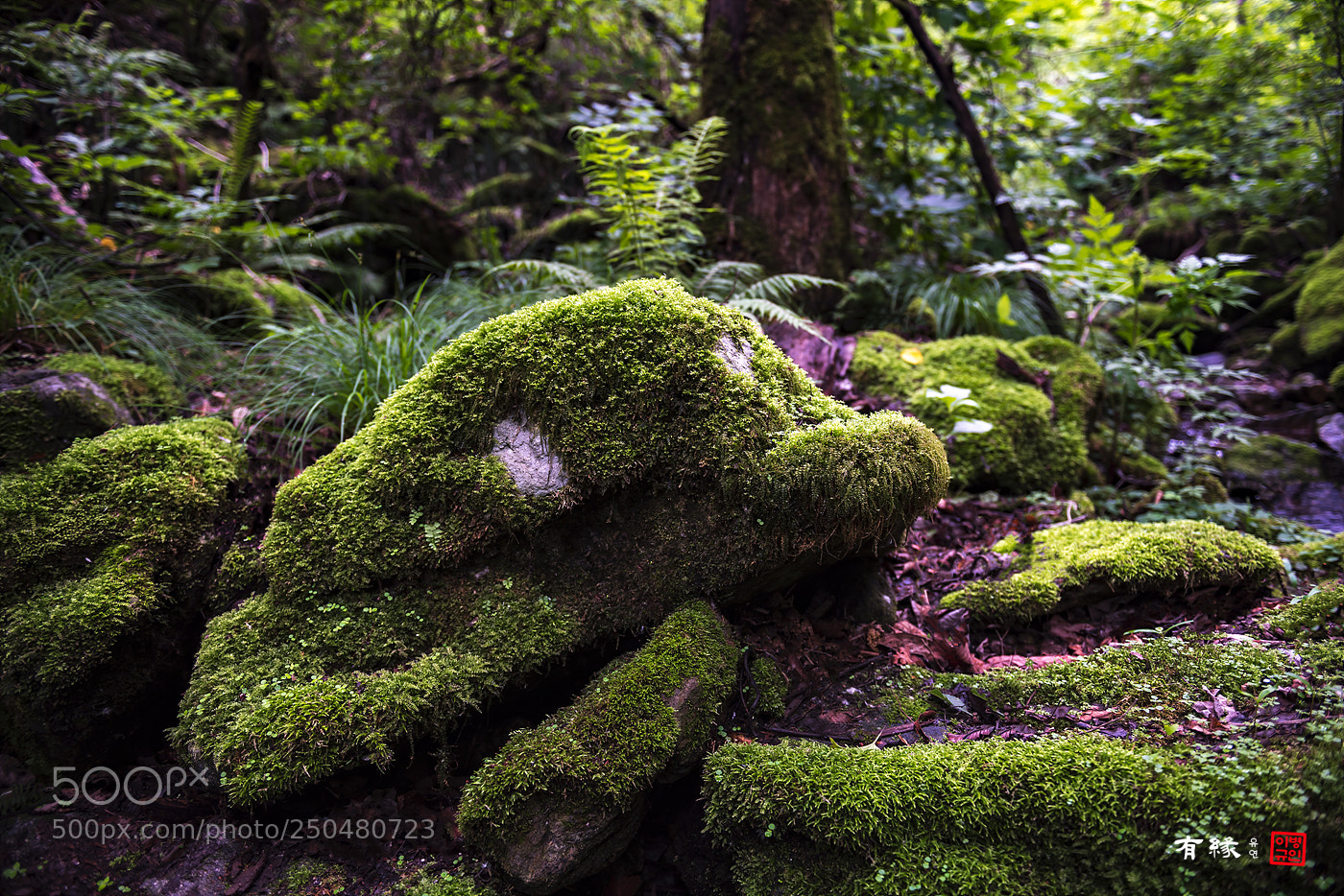 Nikon D810 sample photo. . photography